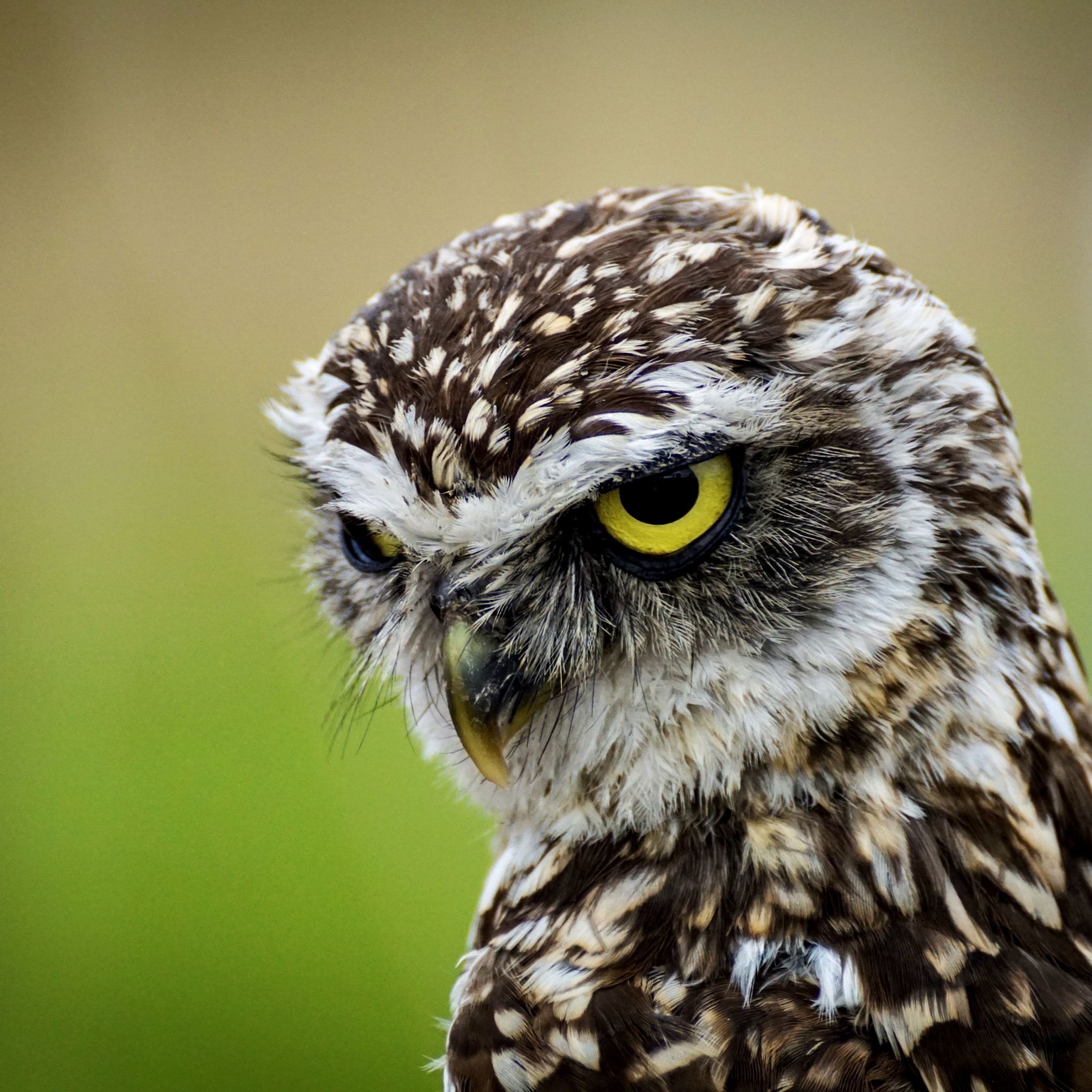 Angry Owl Wallpapers - 4k, HD Angry Owl Backgrounds on WallpaperBat