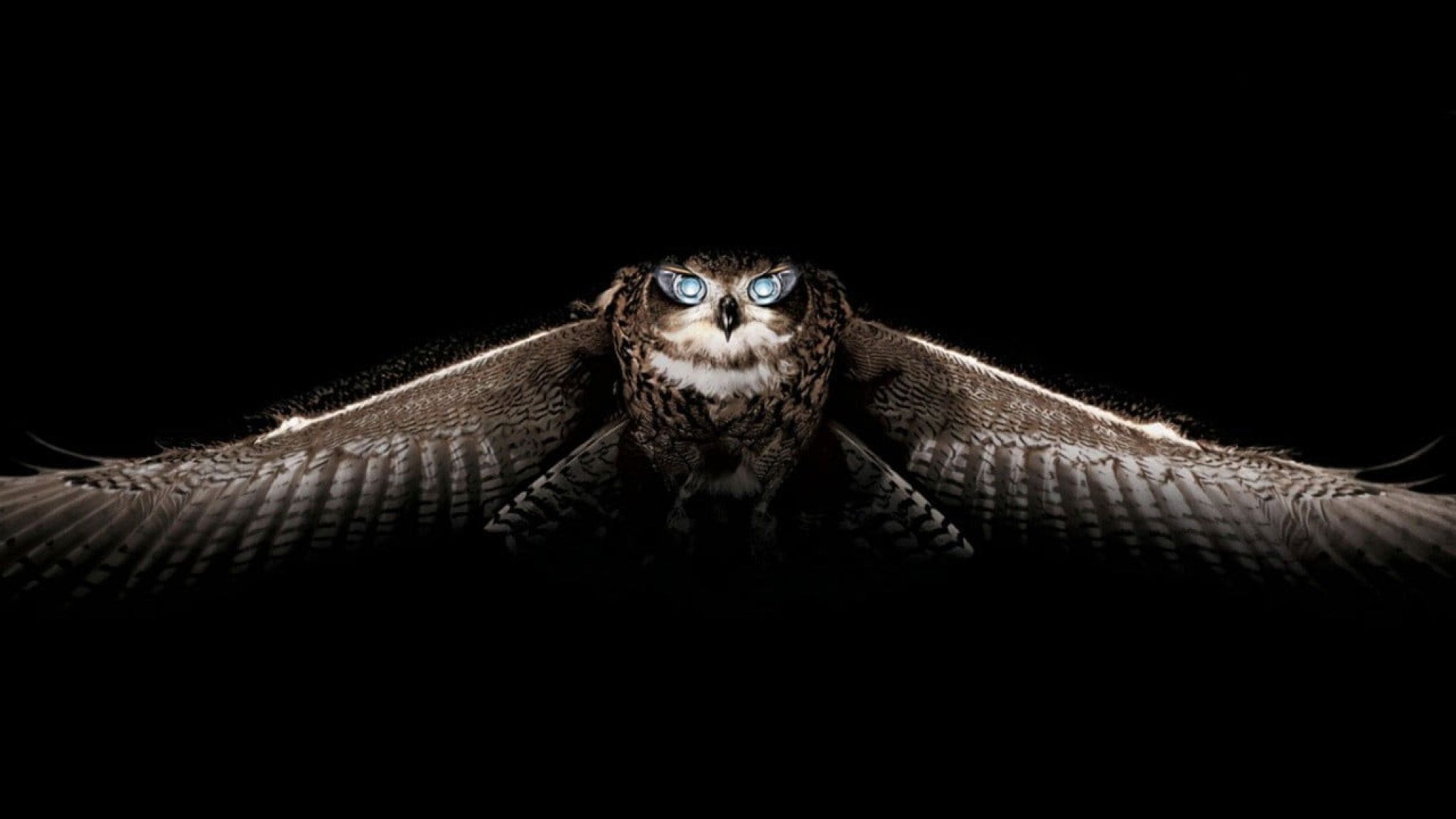 Angry Owl Wallpapers - 4k, HD Angry Owl Backgrounds on WallpaperBat