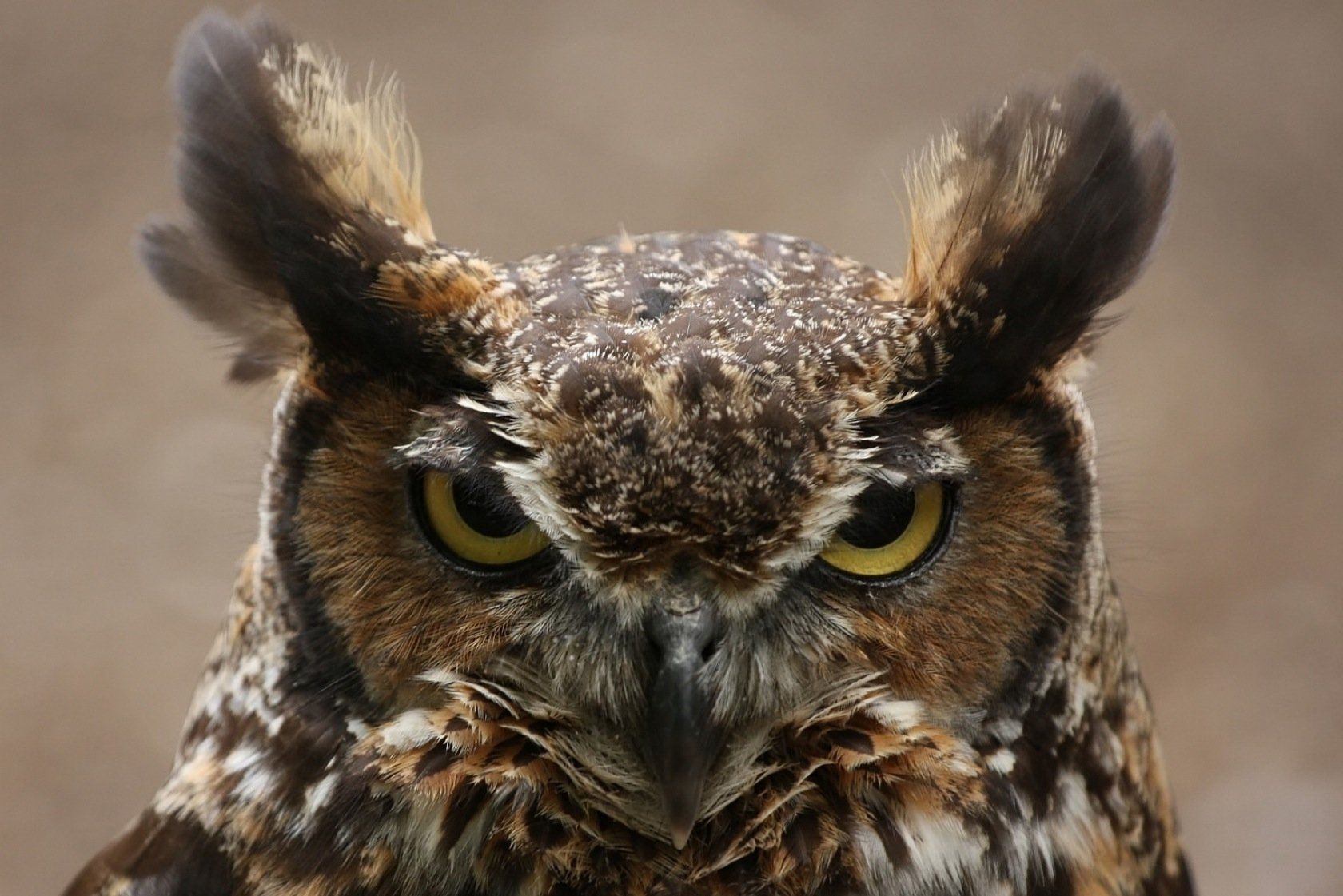 Angry Owl Wallpapers - 4k, HD Angry Owl Backgrounds on WallpaperBat