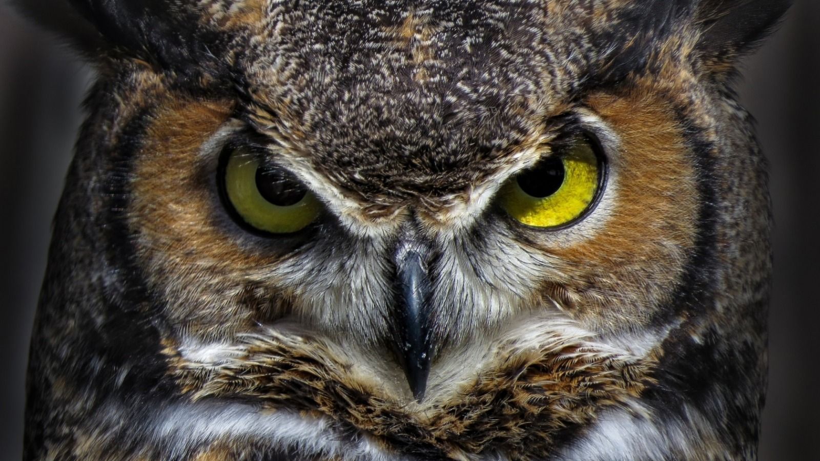 Angry Owl Wallpapers - 4k, HD Angry Owl Backgrounds on WallpaperBat