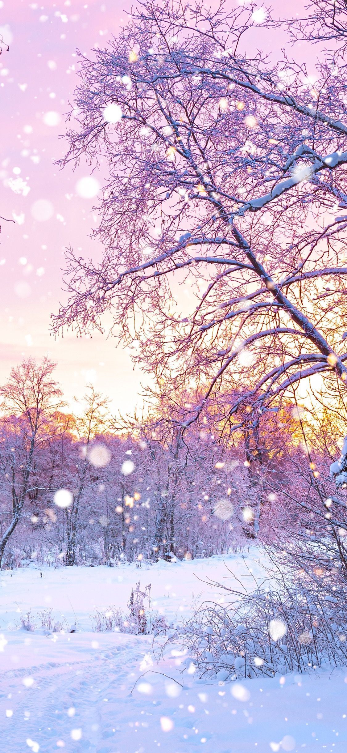 Pink and Purple Winter Wallpapers - 4k, HD Pink and Purple Winter ...