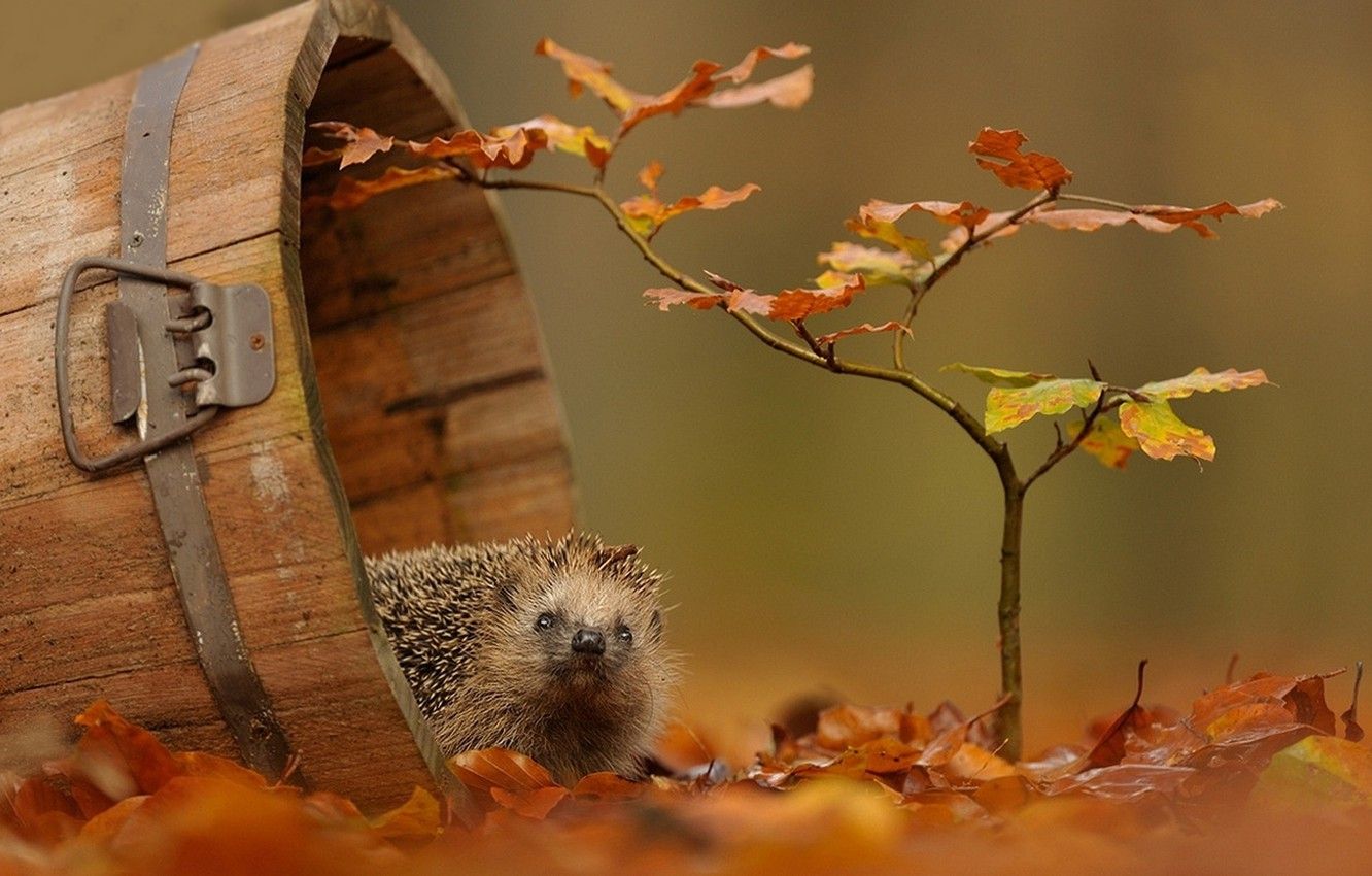 Autumn Porcupine Wallpapers - 4k, HD Autumn Porcupine Backgrounds on ...