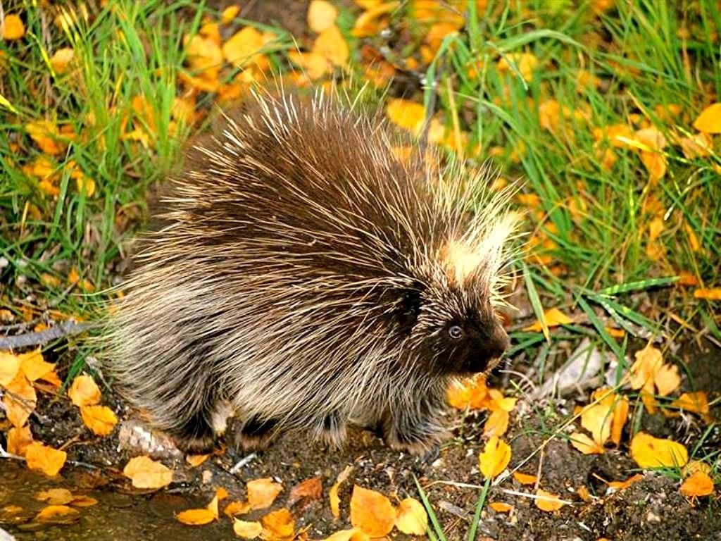 Autumn Porcupine Wallpapers - 4k, HD Autumn Porcupine Backgrounds on ...