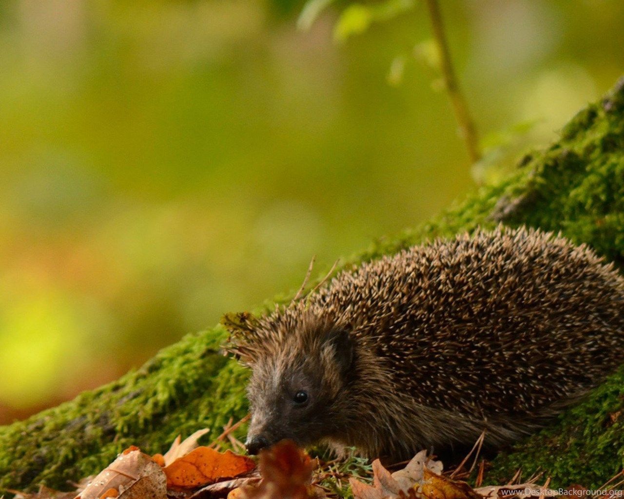 Autumn Porcupine Wallpapers - 4k, HD Autumn Porcupine Backgrounds on ...