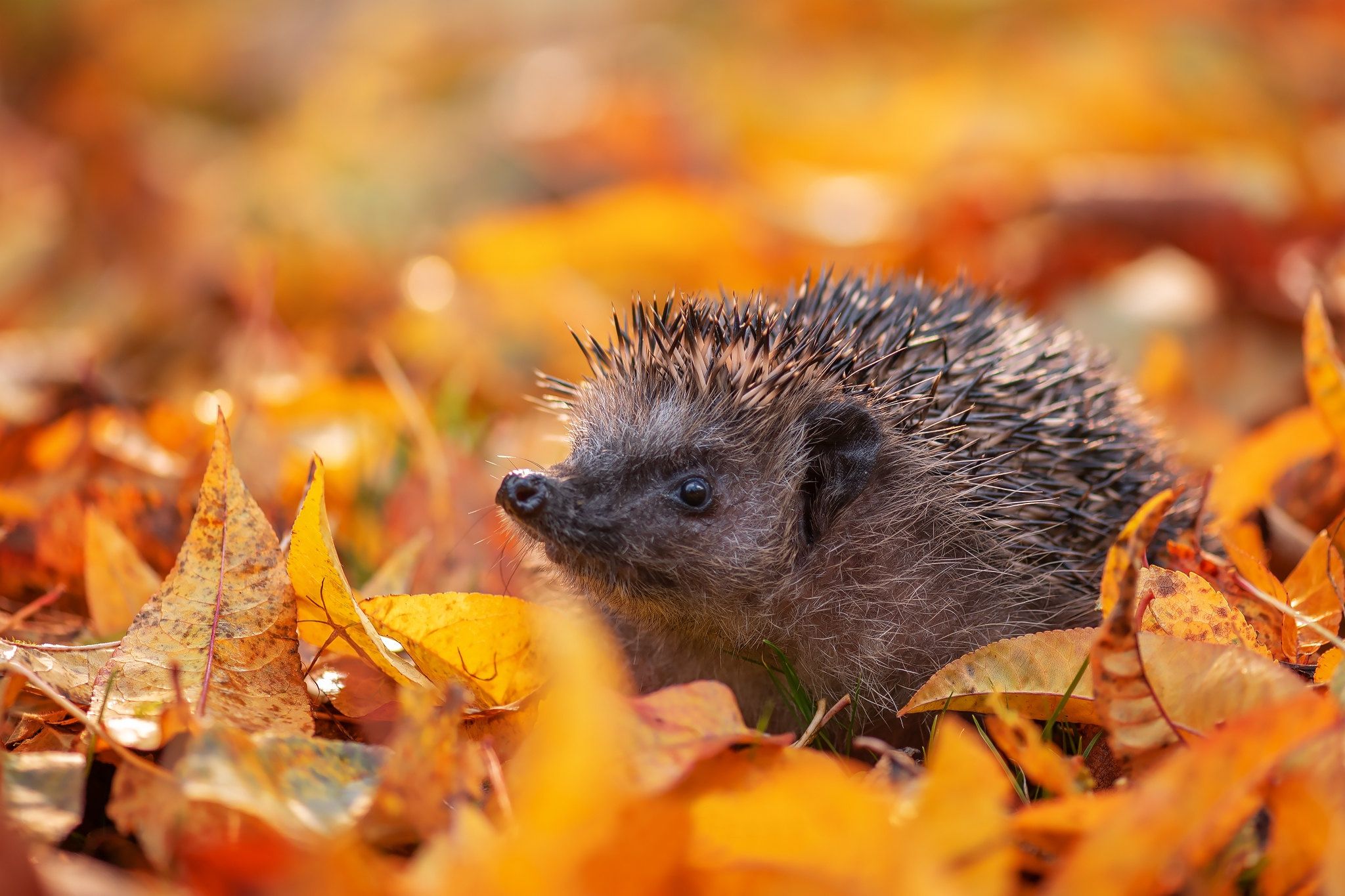 Autumn Porcupine Wallpapers - 4k, HD Autumn Porcupine Backgrounds on ...