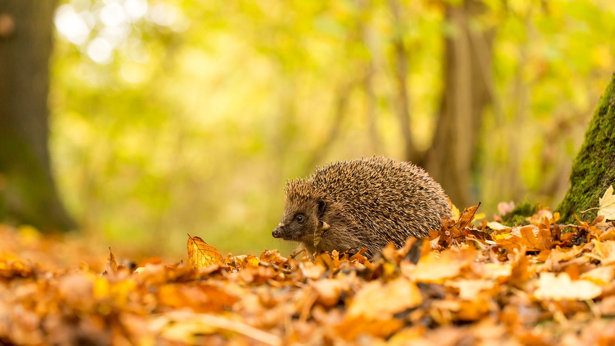 Autumn Porcupine Wallpapers - 4k, HD Autumn Porcupine Backgrounds on ...