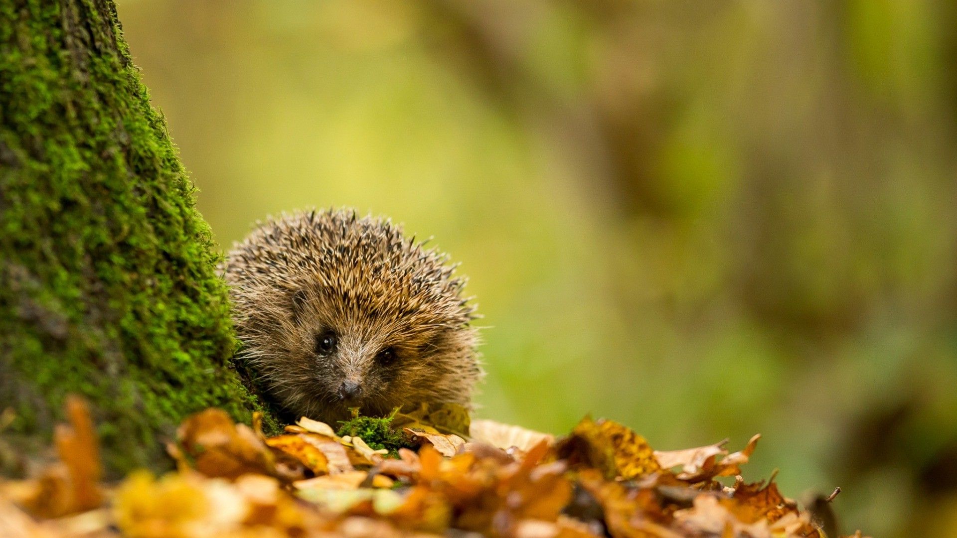 Autumn Porcupine Wallpapers - 4k, HD Autumn Porcupine Backgrounds on ...