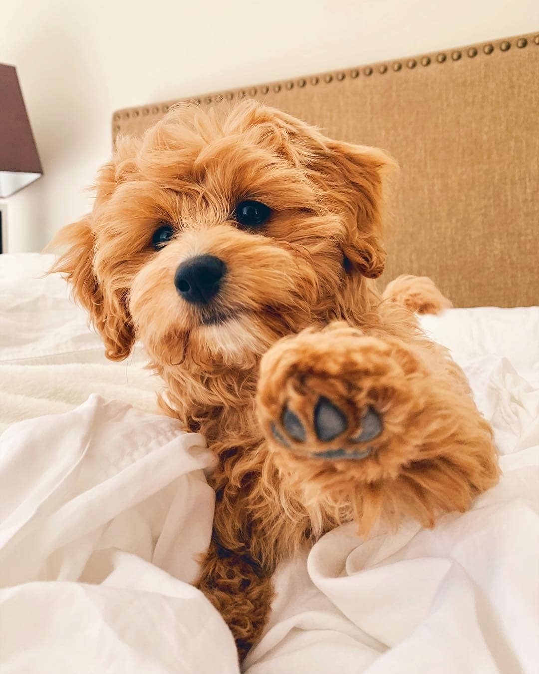 Cavapoo Puppy Wallpapers - 4k, HD Cavapoo Puppy Backgrounds on WallpaperBat