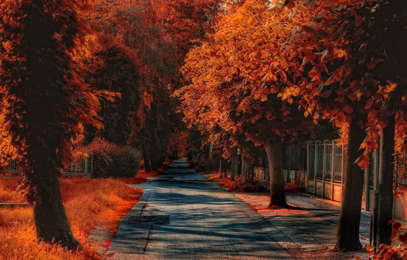 Autumn Road Wallpapers - 4k, HD Autumn Road Backgrounds on WallpaperBat