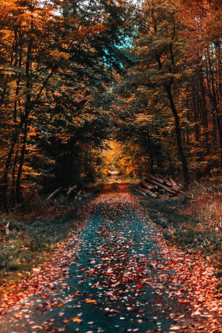 Autumn Road Wallpapers - 4k, HD Autumn Road Backgrounds on WallpaperBat