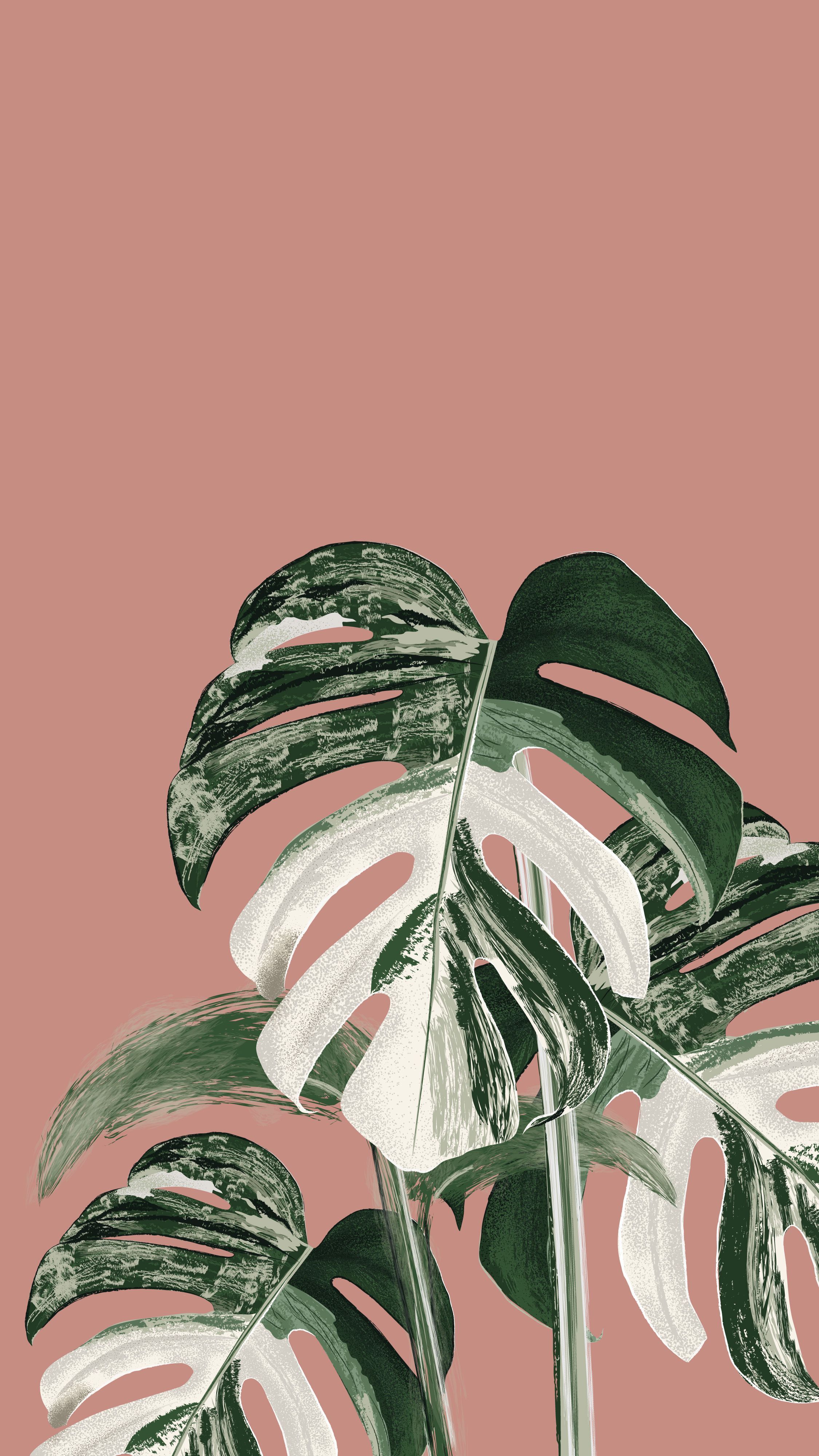 Monstera Wallpapers - 4k, HD Monstera Backgrounds on WallpaperBat