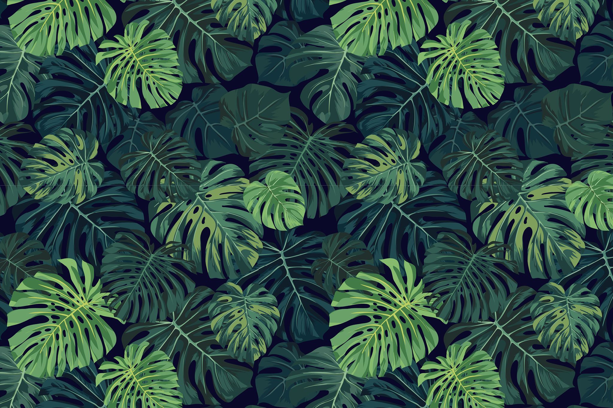 Monstera Wallpaper 4k