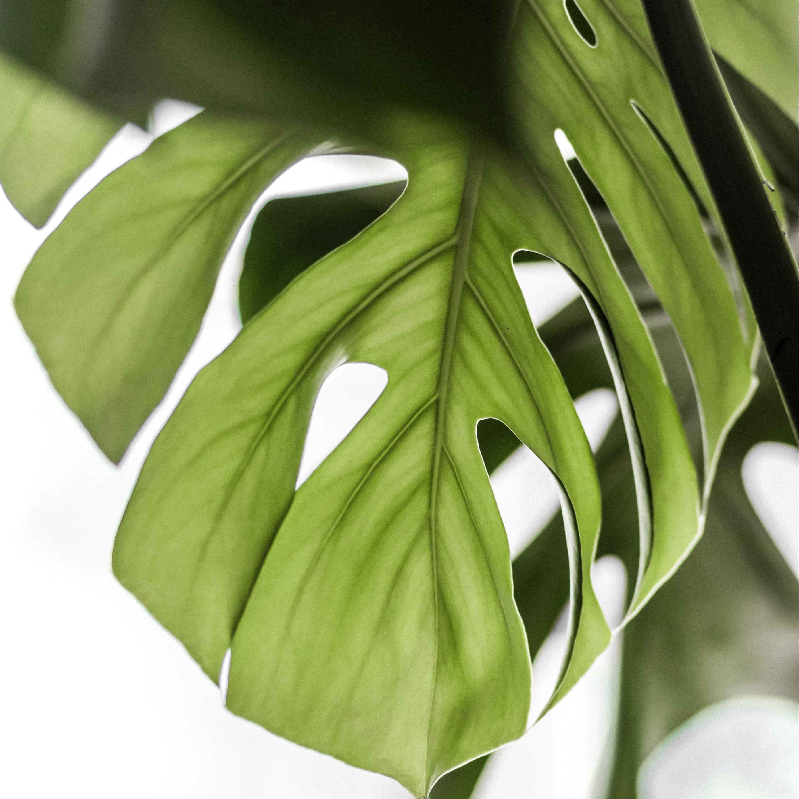 Monstera Wallpapers - 4k, HD Monstera Backgrounds on WallpaperBat