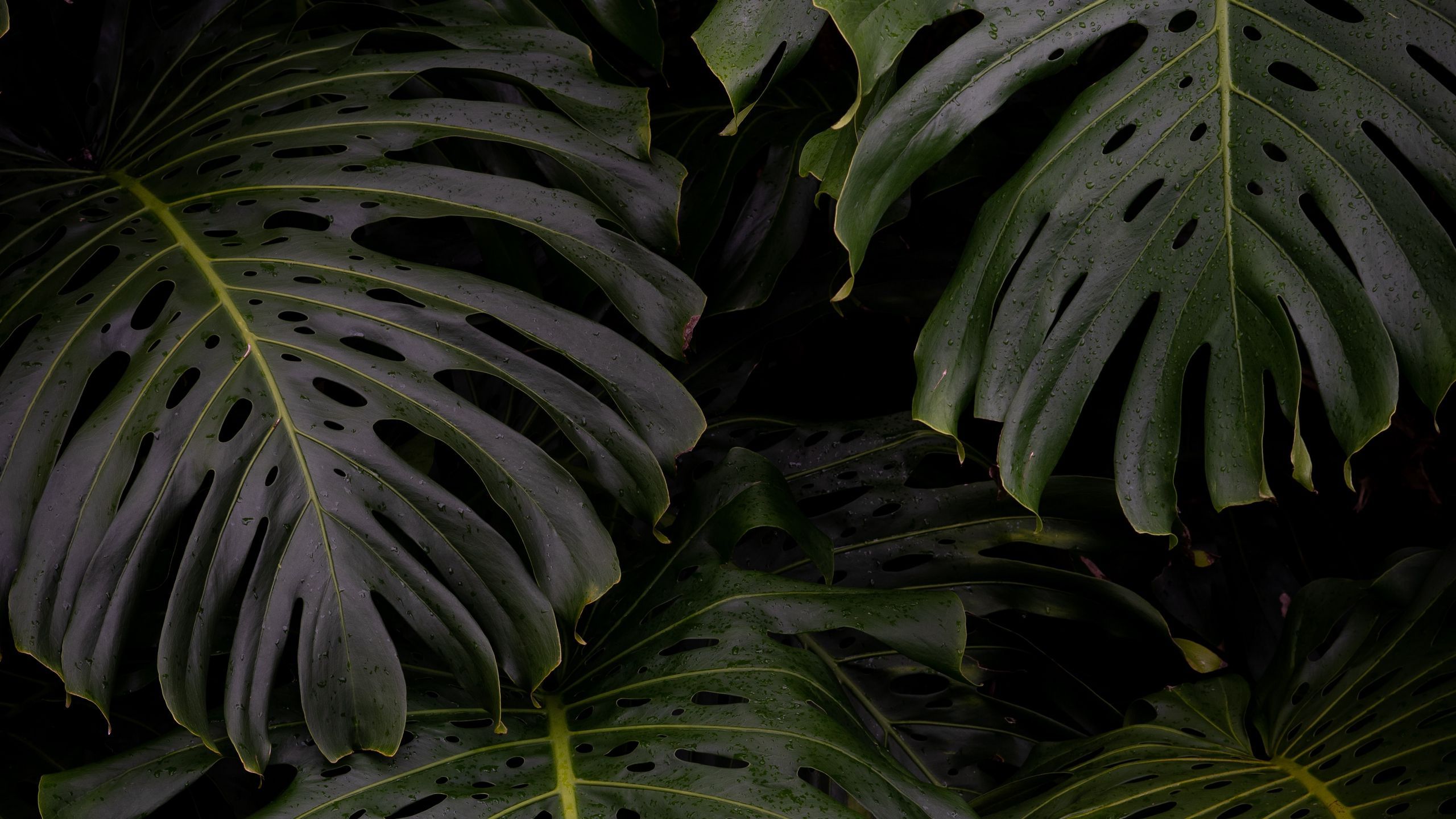 Monstera Wallpapers - 4k, HD Monstera Backgrounds on WallpaperBat