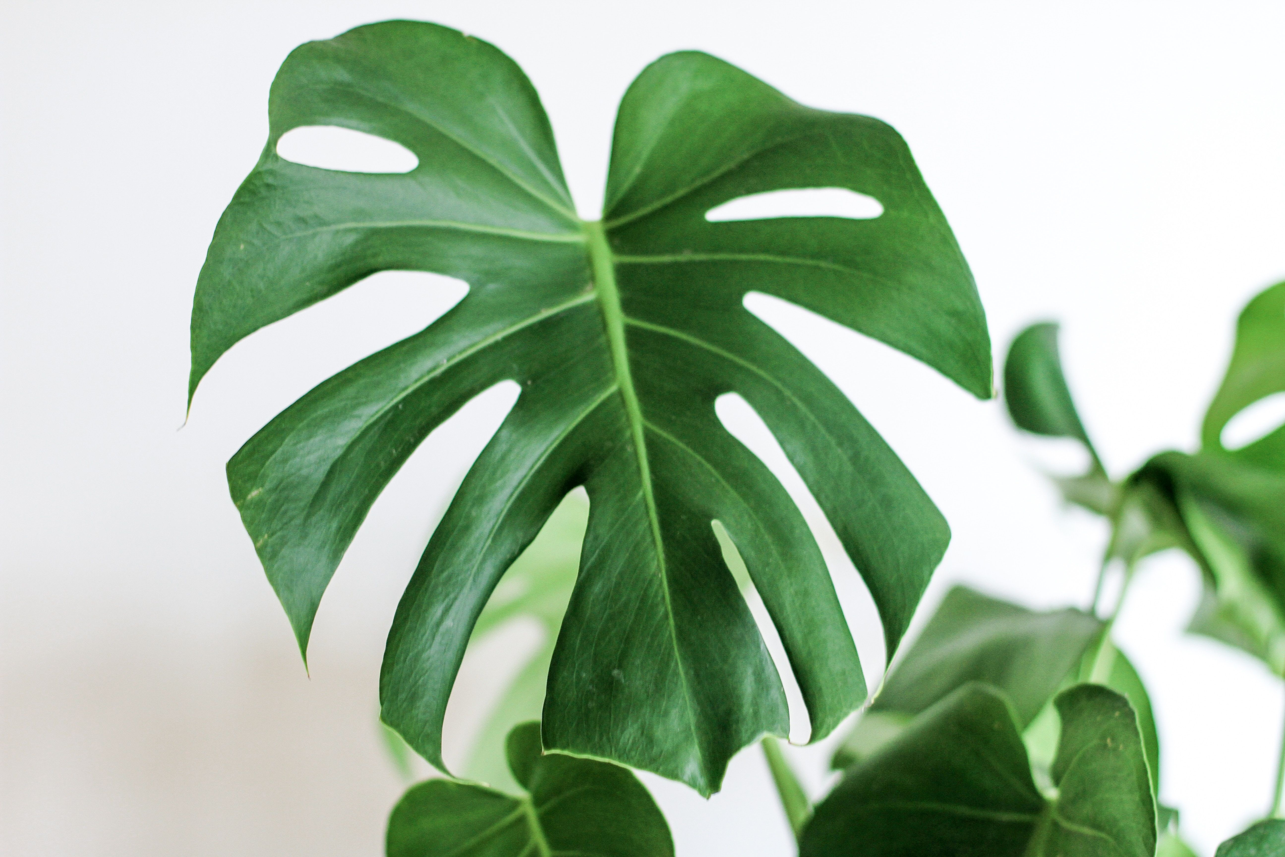 Monstera Wallpapers - 4k, HD Monstera Backgrounds On WallpaperBat