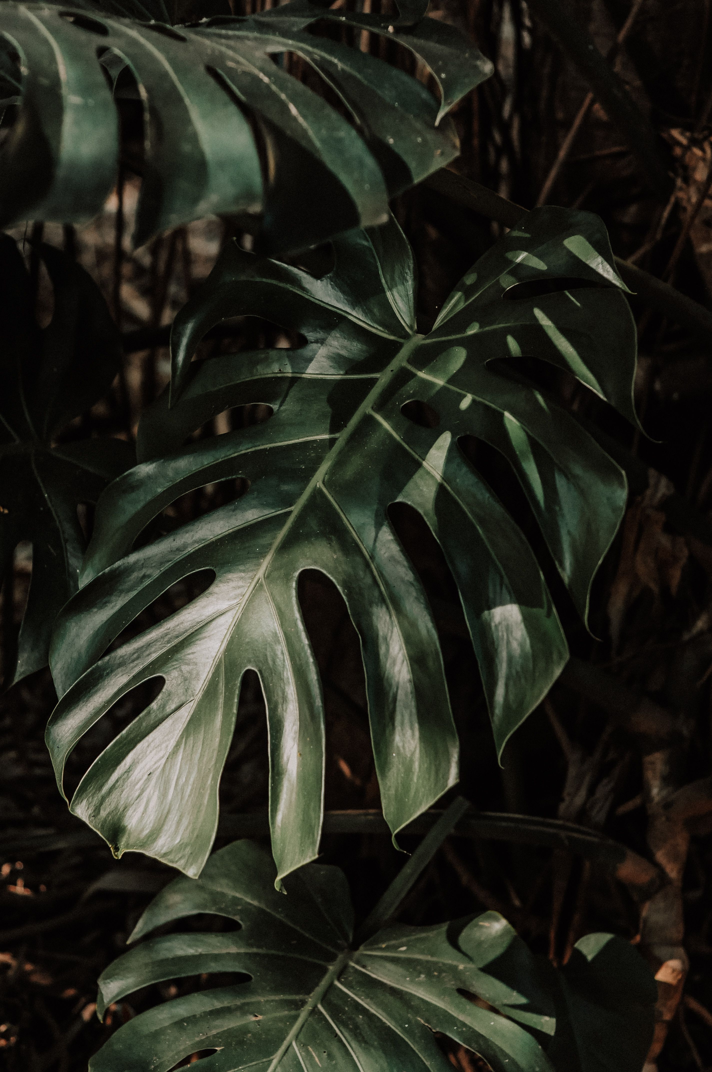 Monstera Wallpapers - 4k, HD Monstera Backgrounds on WallpaperBat