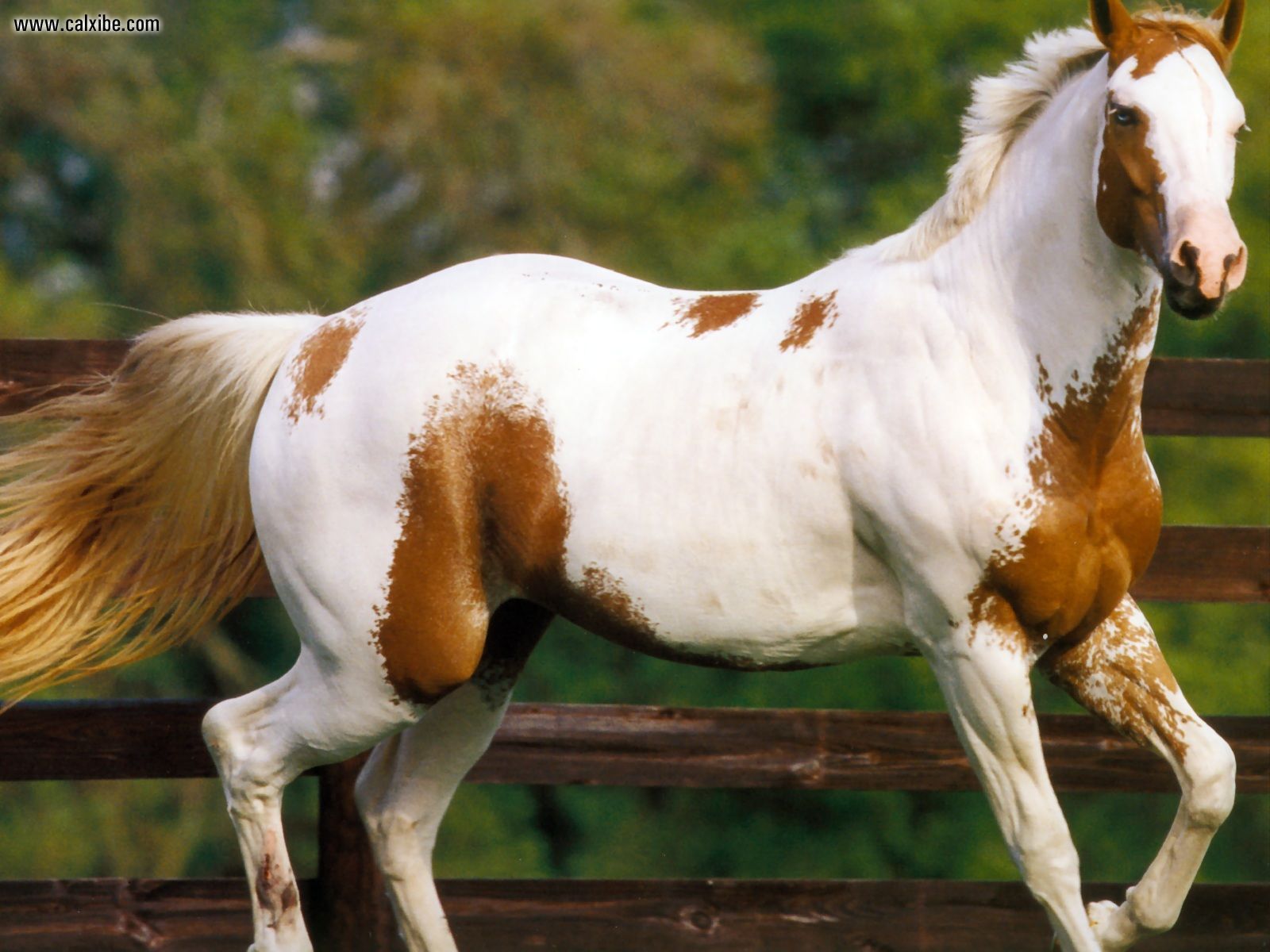 American Paint Horse Wallpapers - 4k, HD American Paint Horse