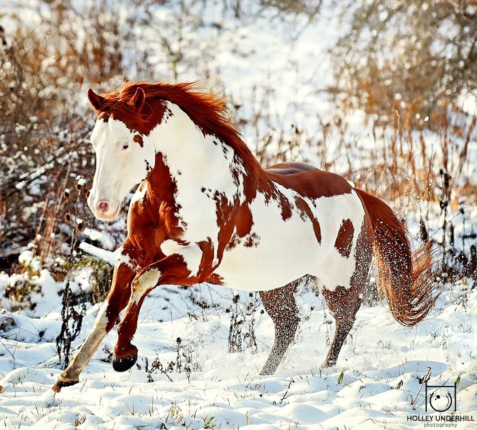 American Paint Horse Wallpapers - 4k, HD American Paint Horse ...