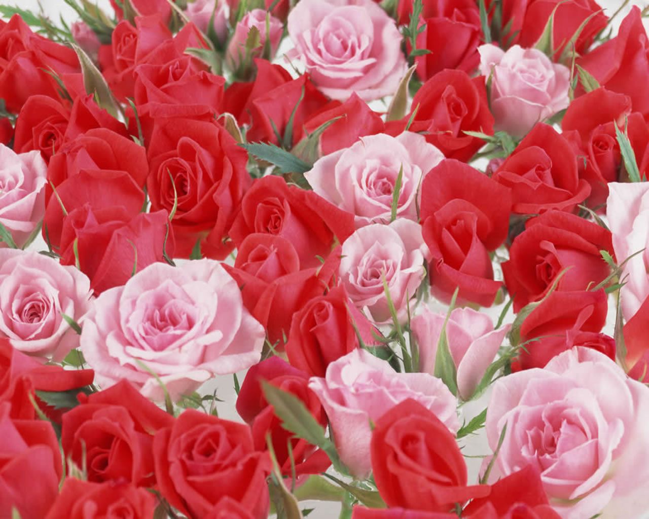 1280x1024 Free download Flowers Picture Flowers Wallpaper Red Roses on WallpaperBat