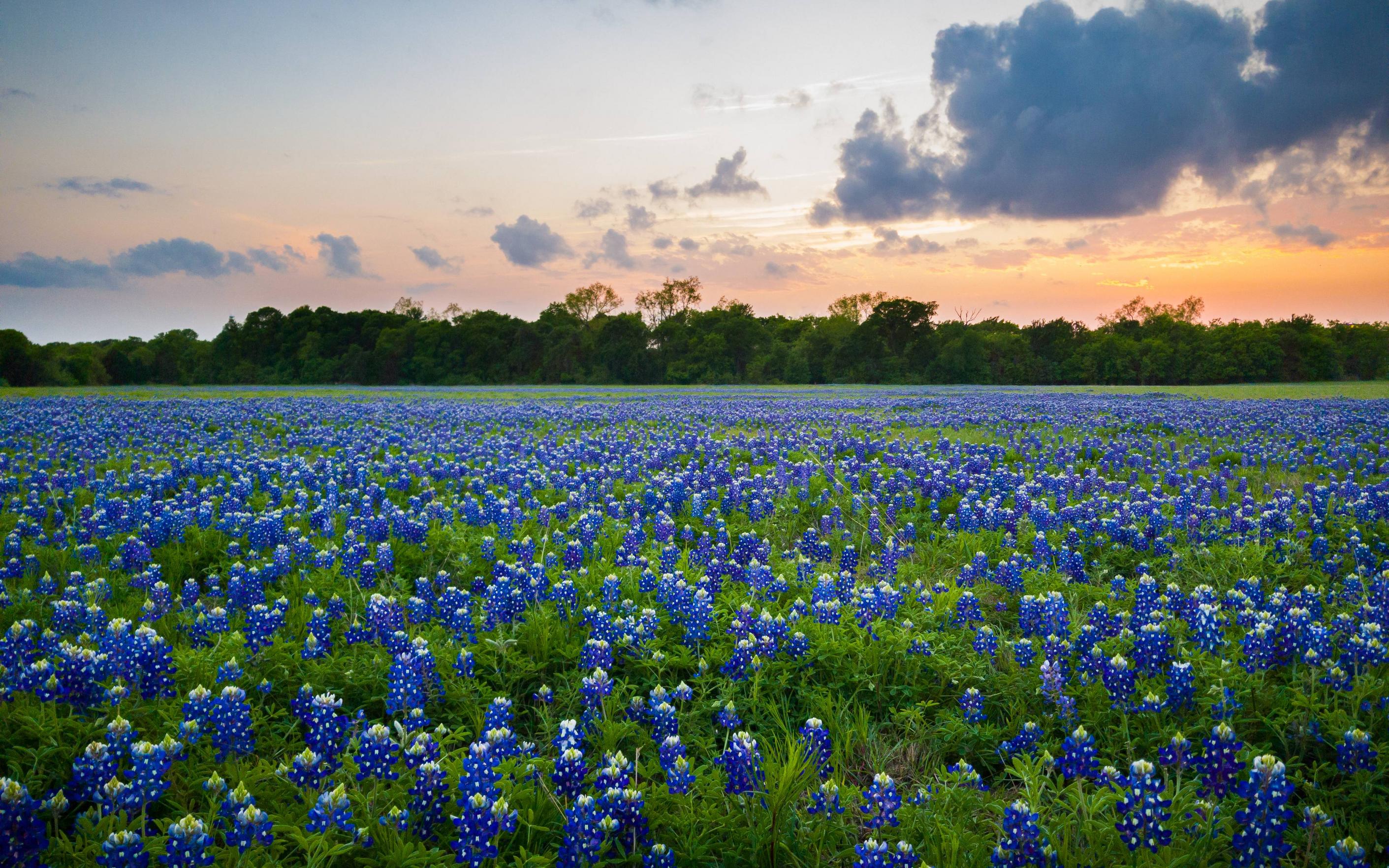 HD Texas Wallpapers K HD Texas Backgrounds On WallpaperBat