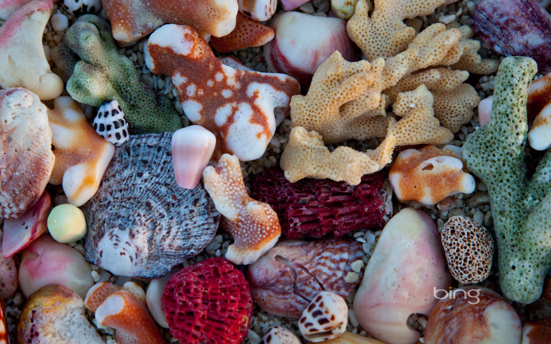 Картинки Море Кораллы