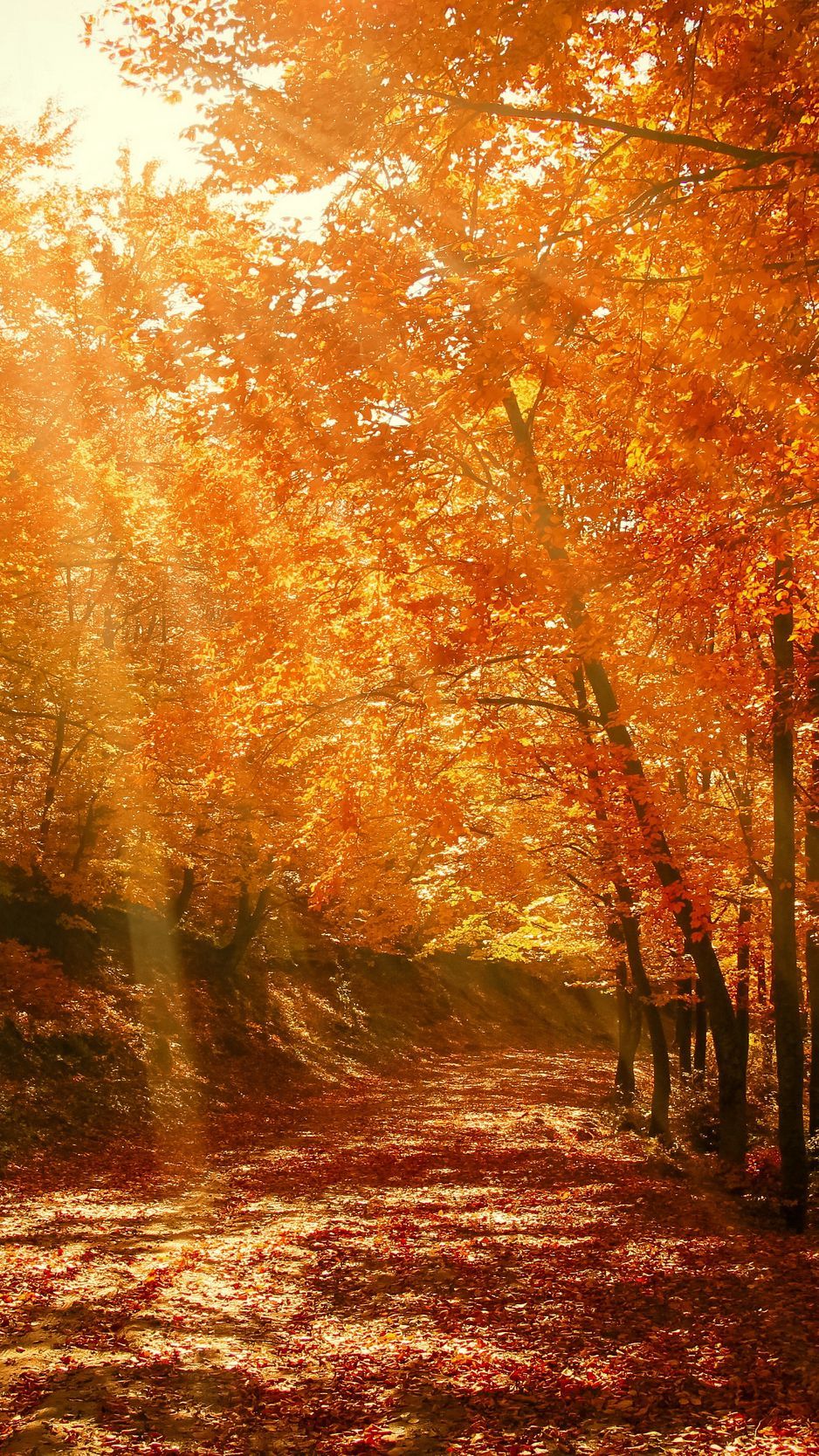 Fall Forest Wallpapers - 4k, HD Fall Forest Backgrounds on WallpaperBat