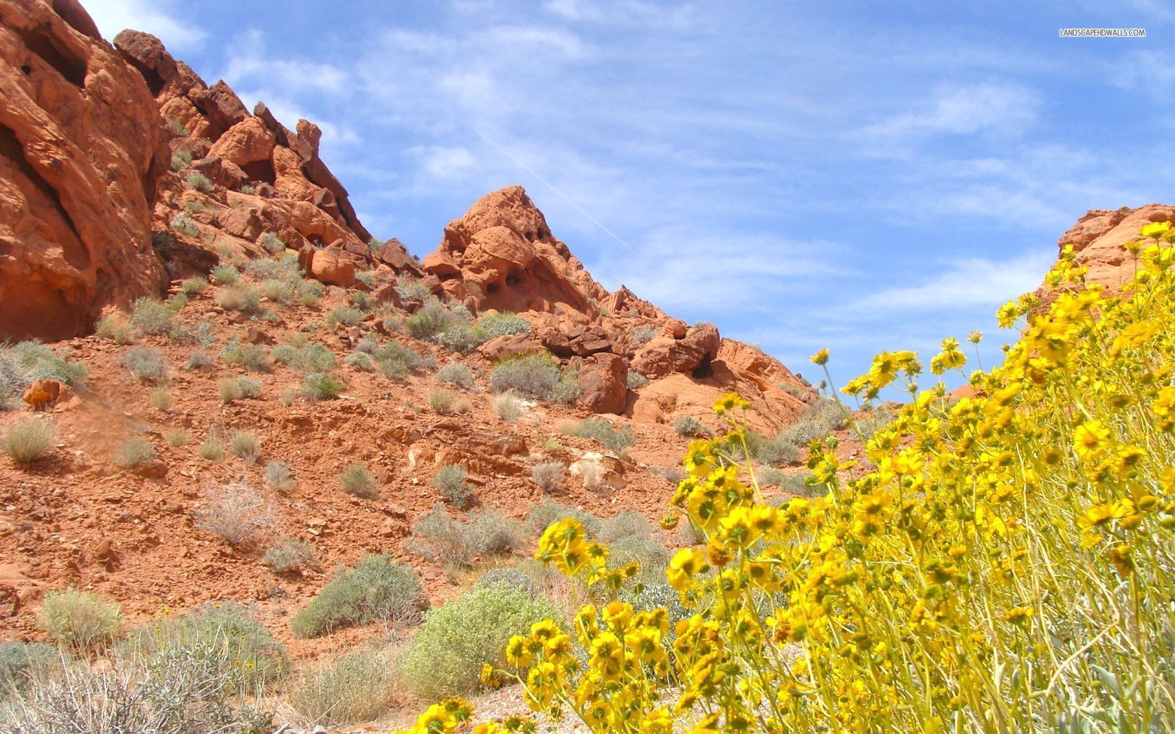 Desert bloom. Цветы пустыни. Desert Bloom в жизни.