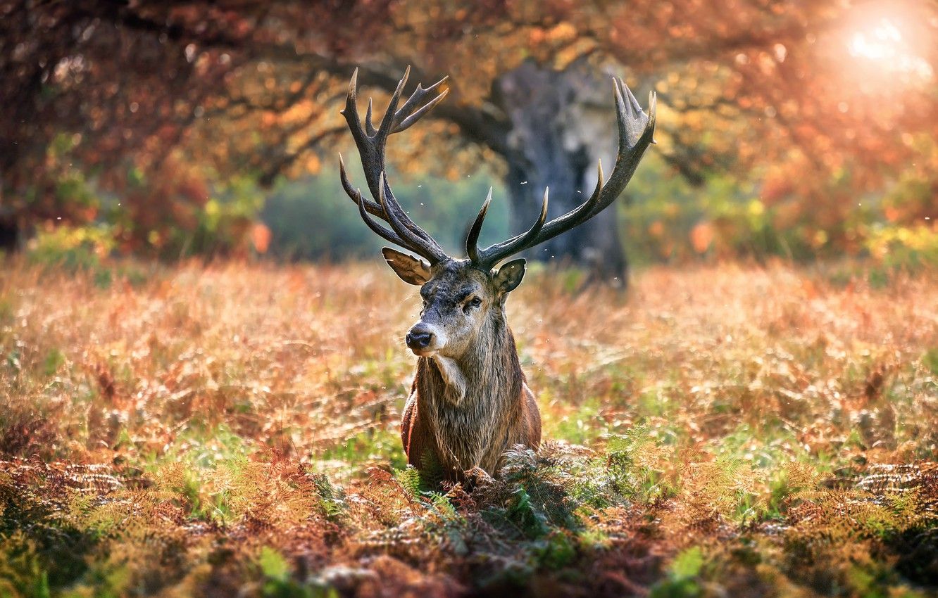 Wildlife Fall Desktop Wallpapers - 4k, HD Wildlife Fall Desktop ...