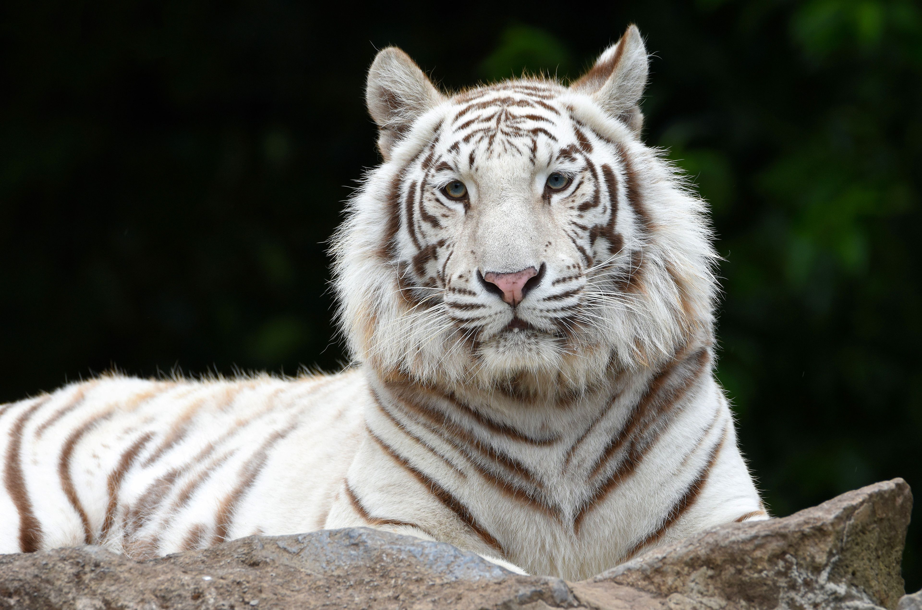 White Siberian Tiger Wallpapers - 4k, HD White Siberian Tiger ...