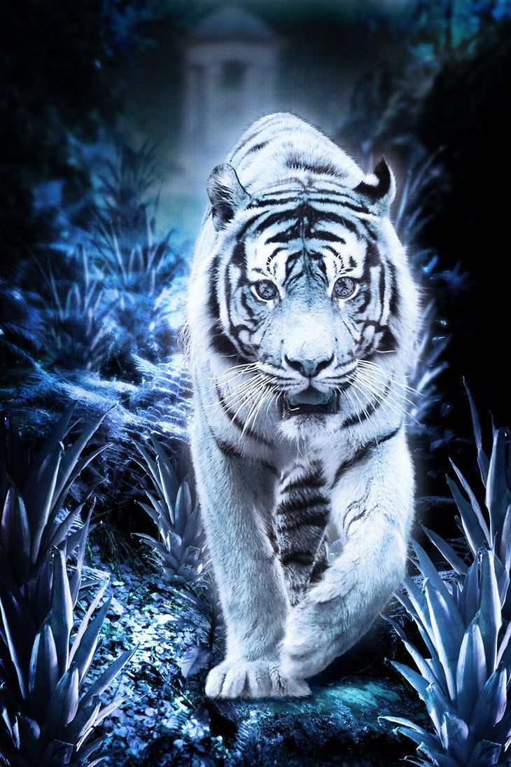 White Siberian Tiger Wallpapers - 4k, HD White Siberian Tiger ...