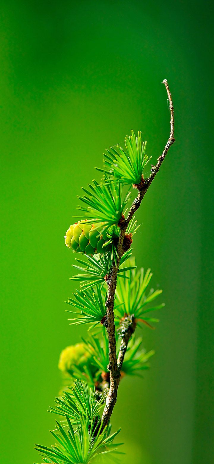 Green Phone Wallpapers - 4k, HD Green Phone Backgrounds on WallpaperBat