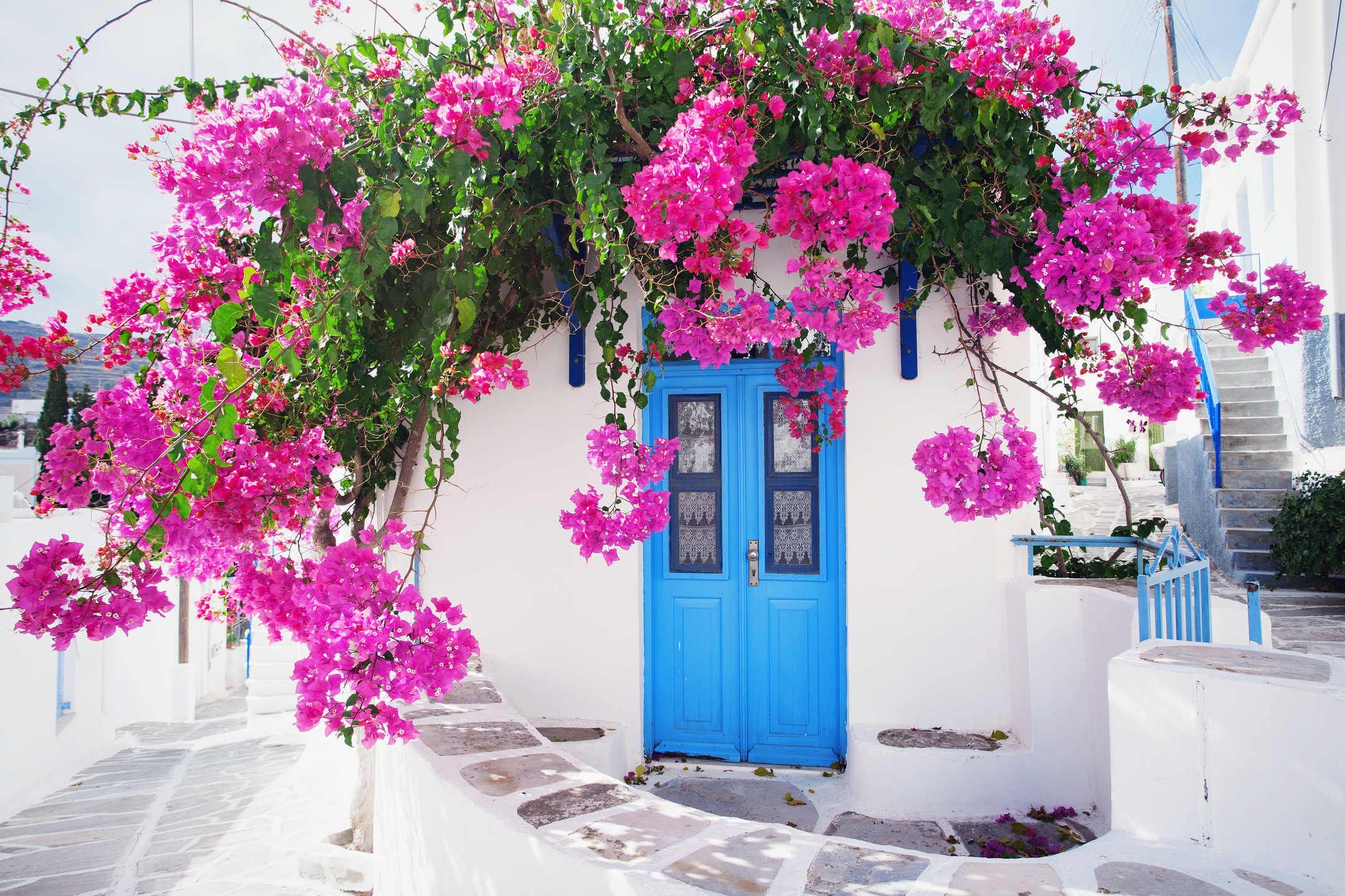 Greece Flowers Wallpapers - 4k, HD Greece Flowers Backgrounds on ...