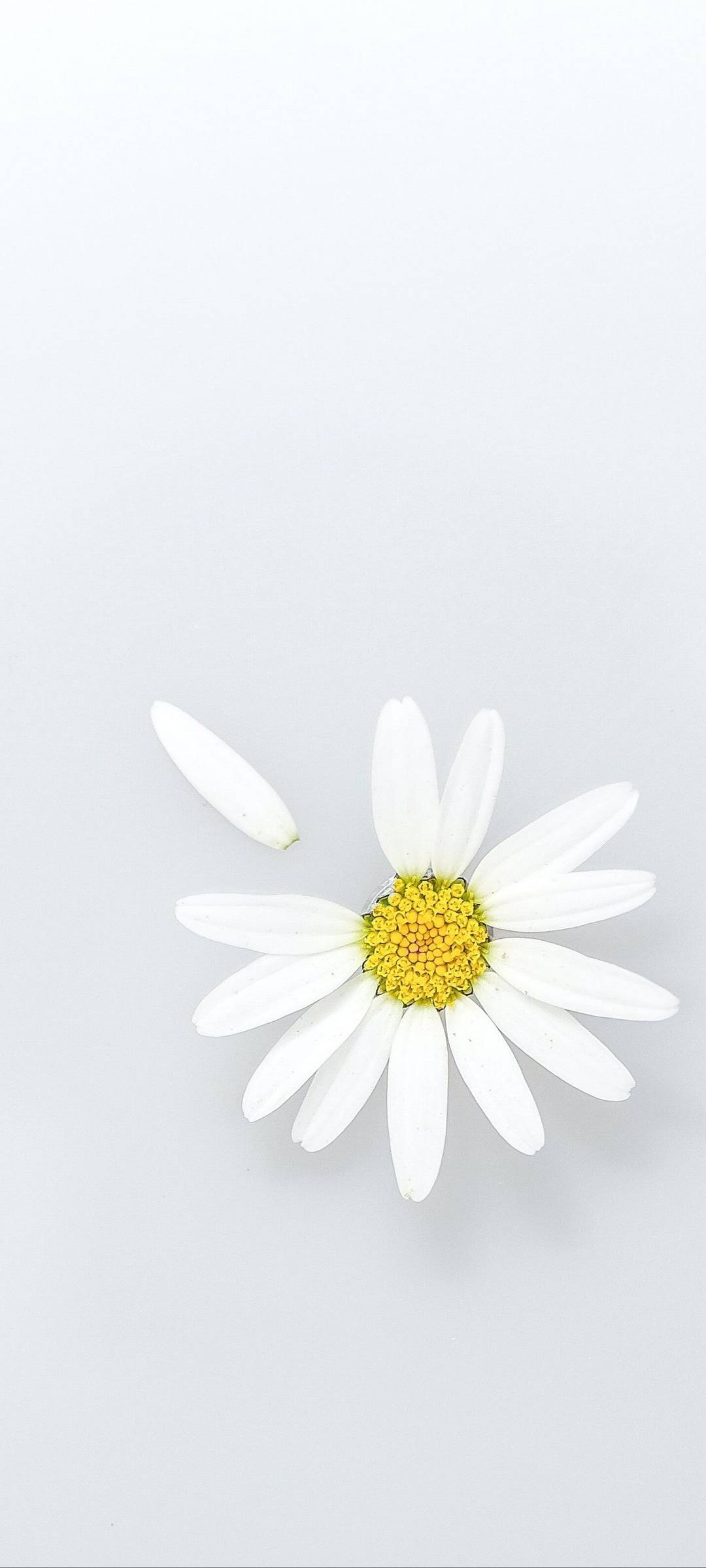 White Phone Wallpapers 4k, HD White Phone Backgrounds on WallpaperBat