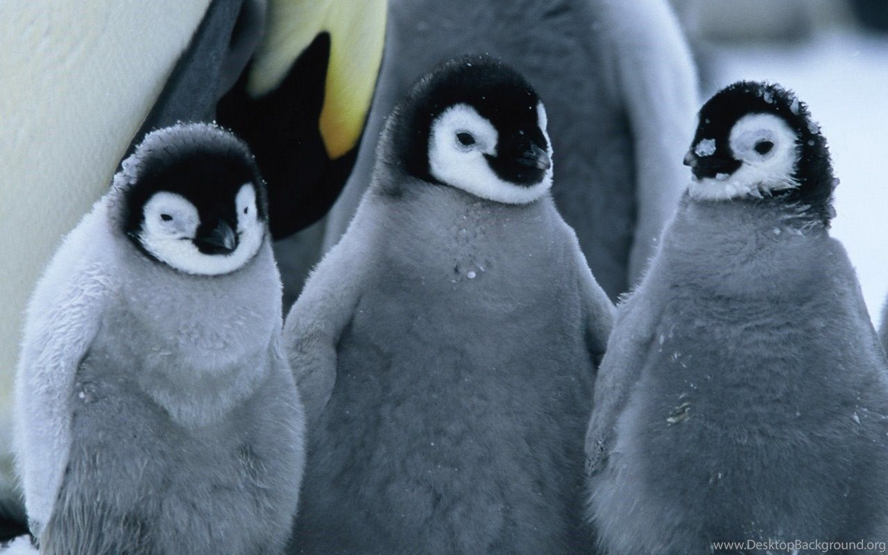 Baby Penguin Desktop Wallpapers - 4k, Hd Baby Penguin Desktop 