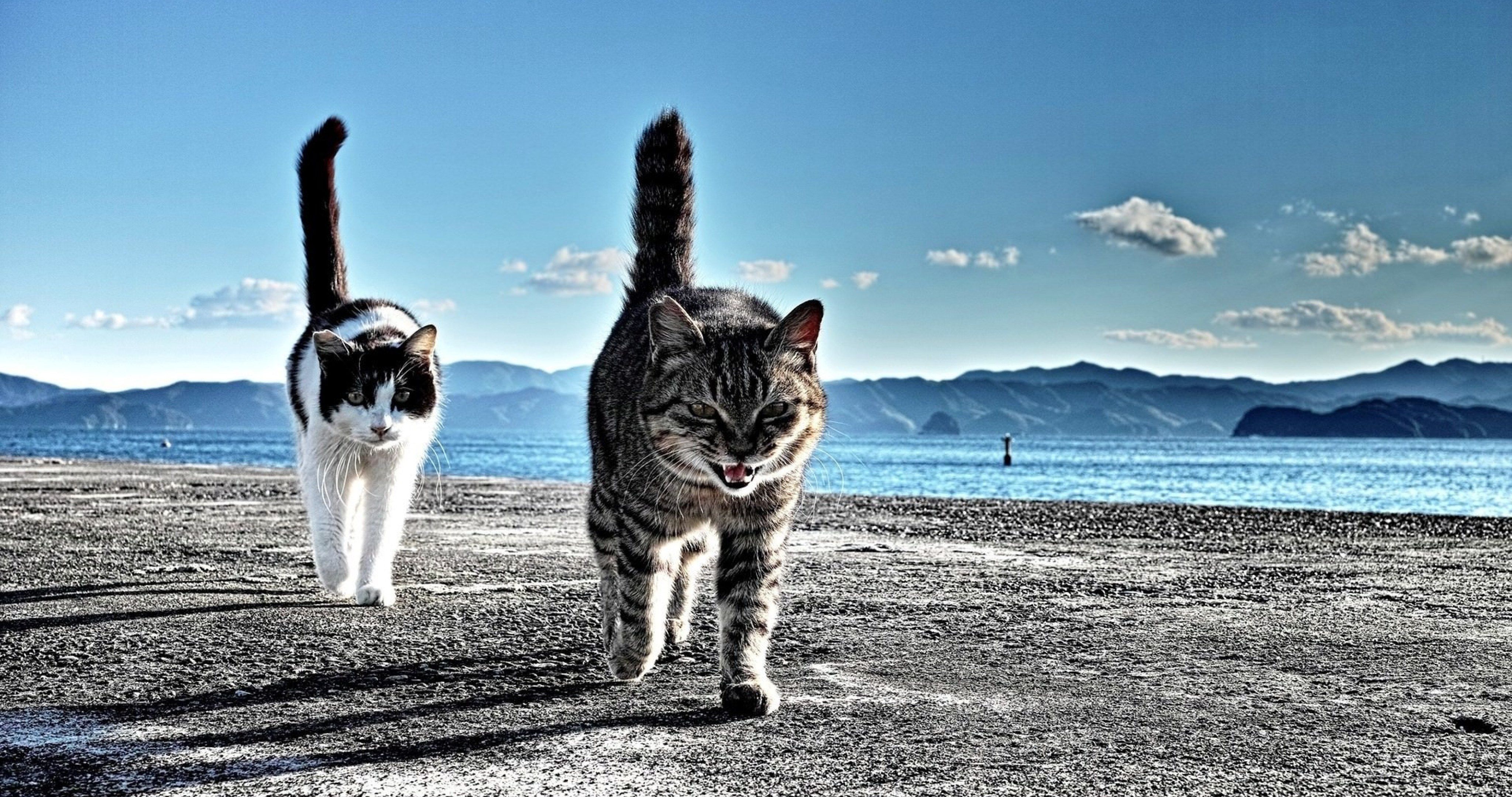 Cat walking on frozen han river