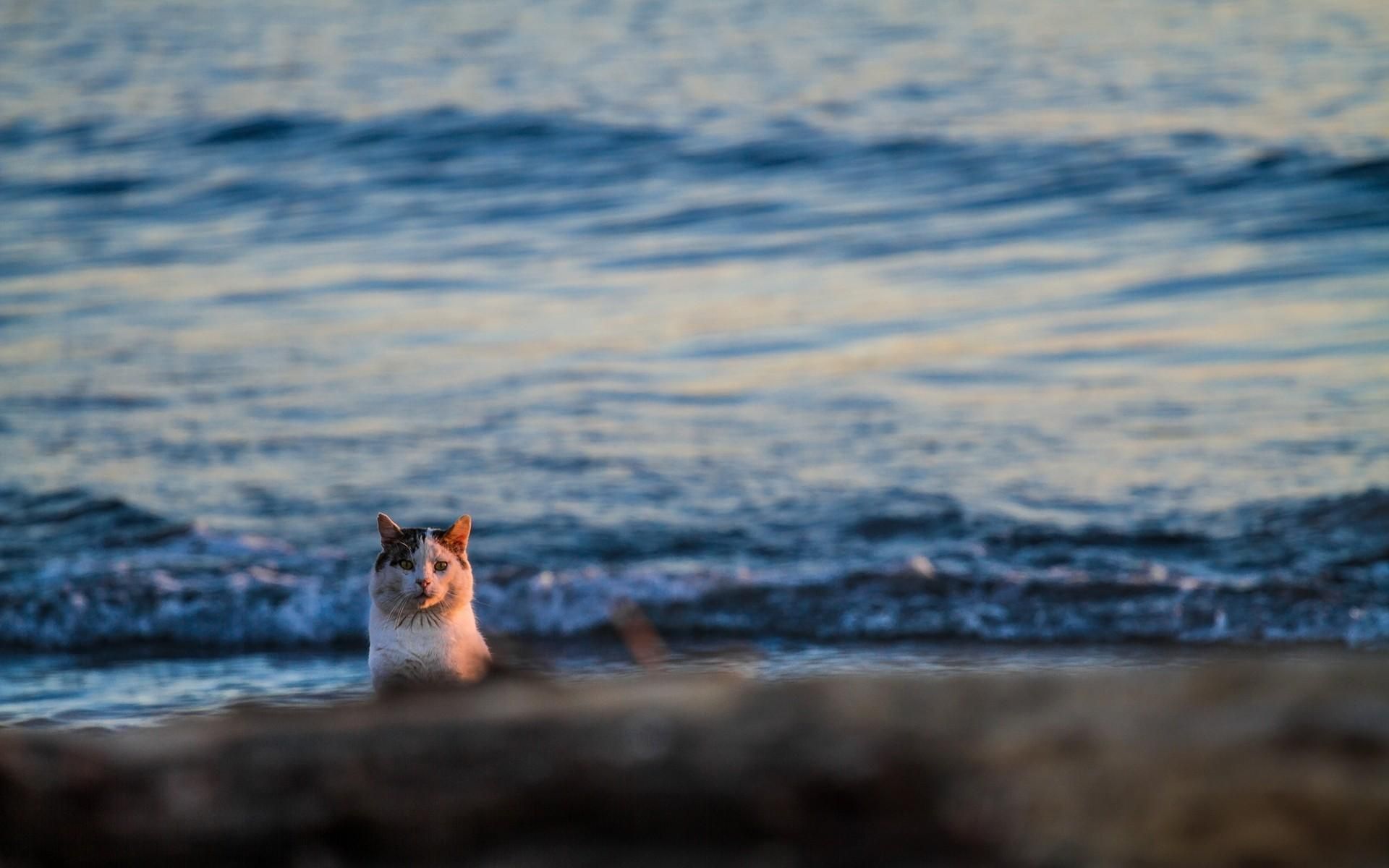 Животные на берегу. Кот на море. Кот на пляже. Котик на фоне моря. Кот и море солнце.