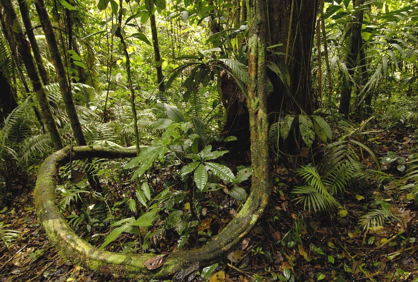 1600x1080 Amazon Jungle Rainforest Nature Yasuni National Park - Amazon on ...