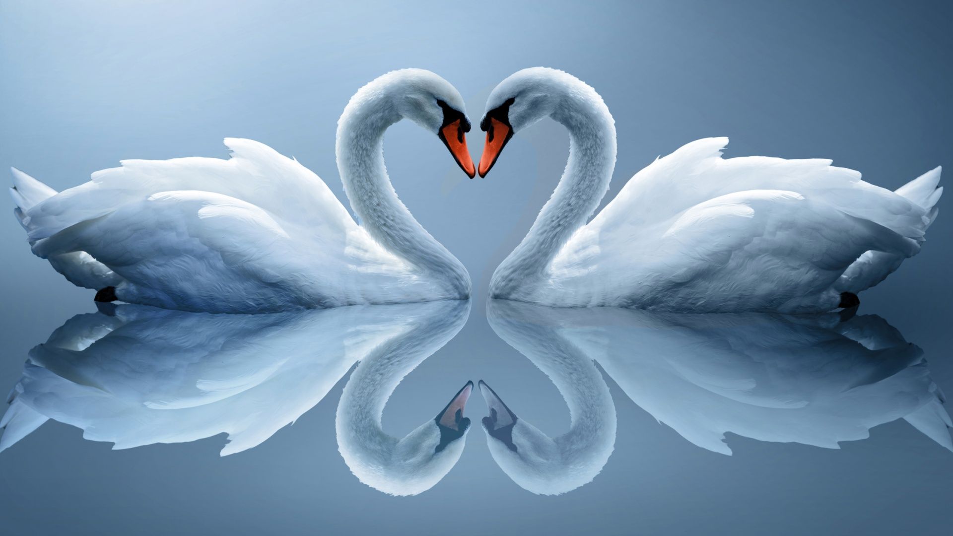 1920x1080 Swan Love Heart Wallpaper - Love Desktop Wallpaper Full Screen on WallpaperBat