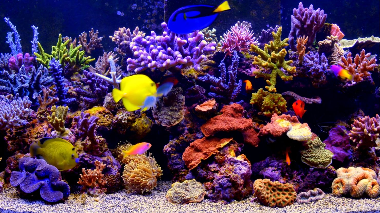 Marine Aquarium Wallpapers - 4k, HD Marine Aquarium Backgrounds on ...