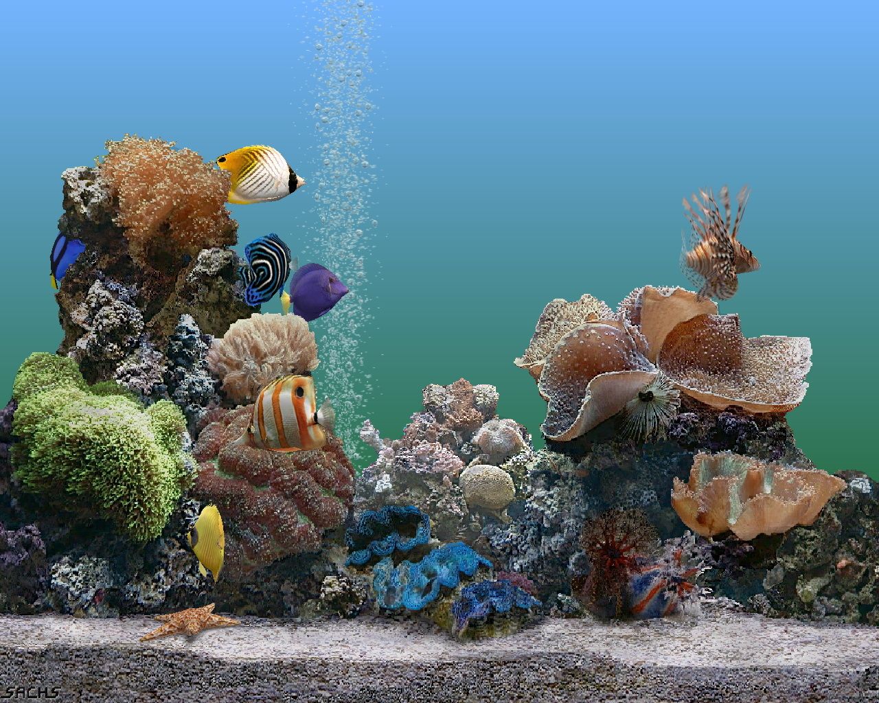 Marine Aquarium Wallpapers - 4k, HD Marine Aquarium Backgrounds on ...