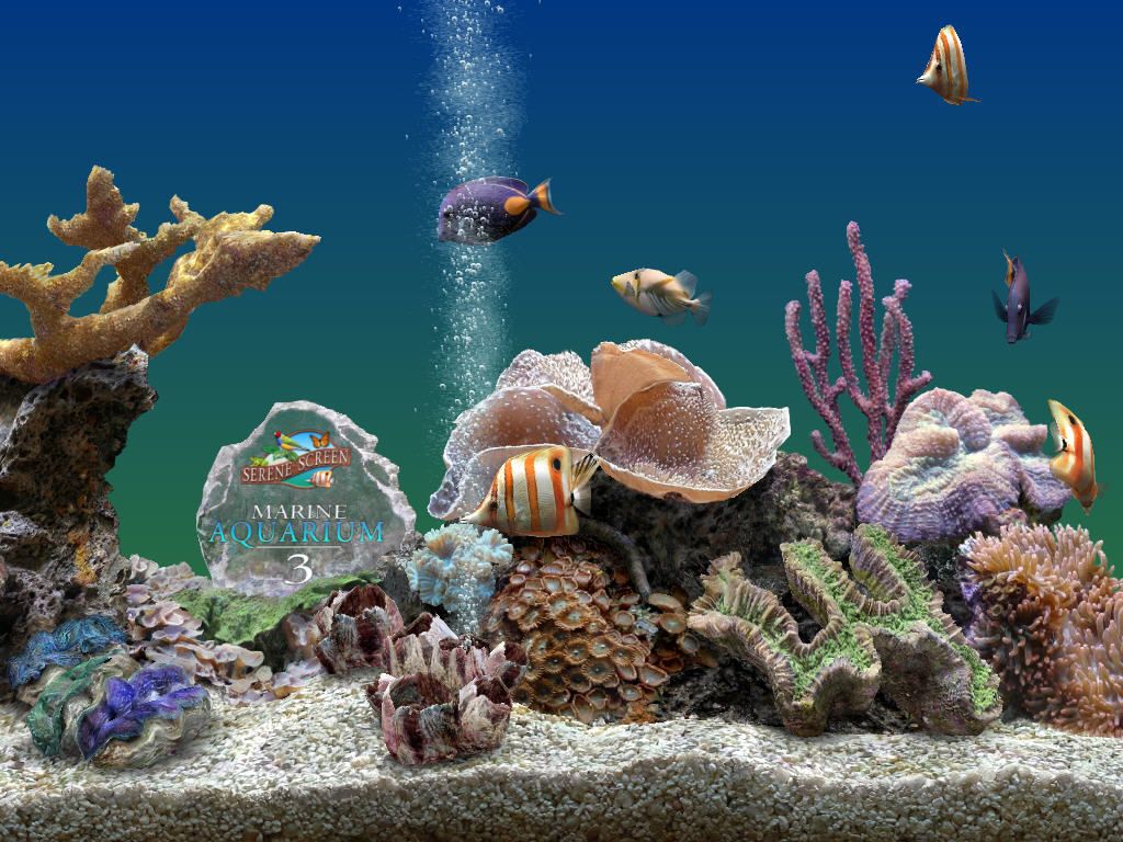 Marine aquarium. Аквариум 3д. Фон для аквариума. Обои аквариум. Морской аквариум.