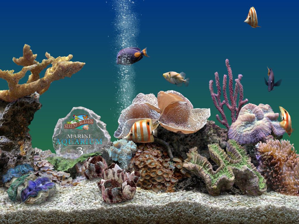 Marine Aquarium Wallpapers - 4k, Hd Marine Aquarium Backgrounds On 