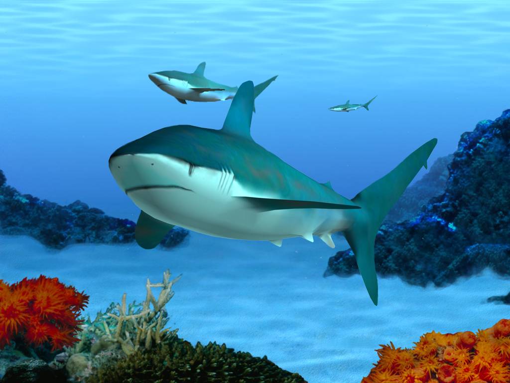 3d marin. Обои на рабочий стол аквариум. Marine Aquarium Screensaver. Marine Aquarium 2.