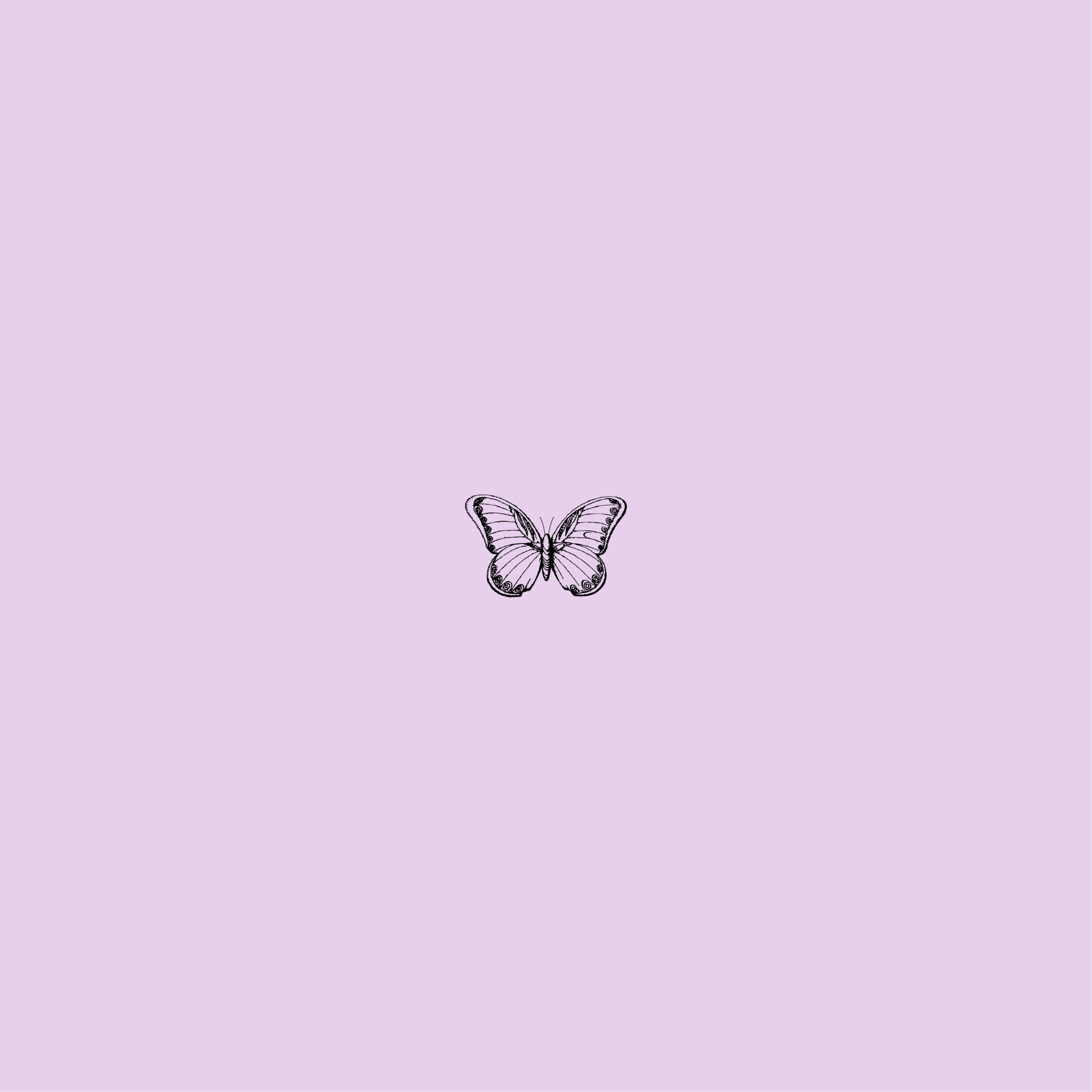 Purple Butterflies Wallpapers - 4k, HD Purple Butterflies Backgrounds ...