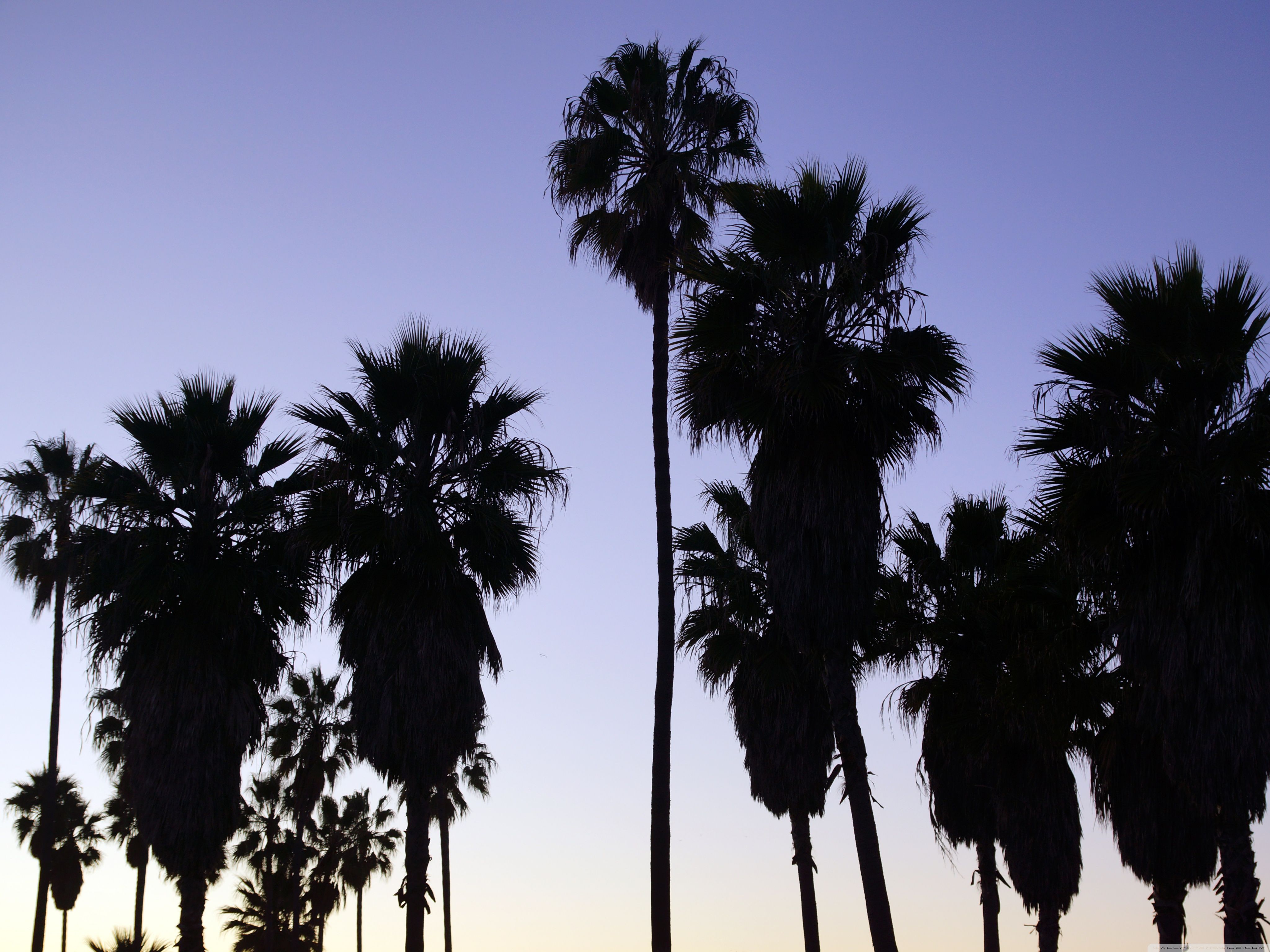 Venice Beach Wallpapers - 4k, HD Venice Beach Backgrounds on WallpaperBat