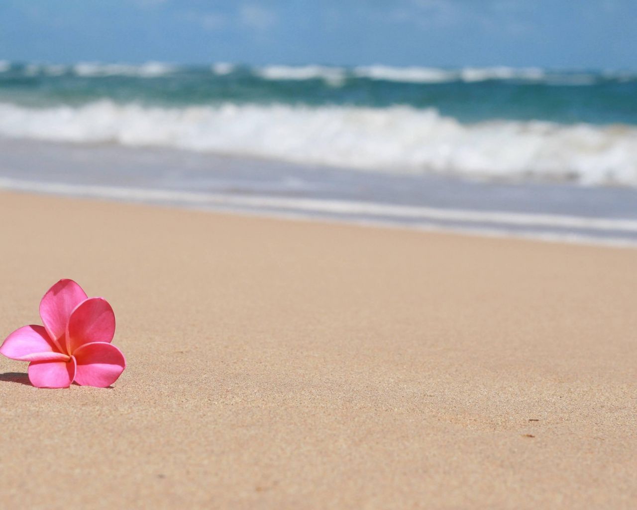 Beach Flower Landscape Wallpapers - 4k, HD Beach Flower Landscape