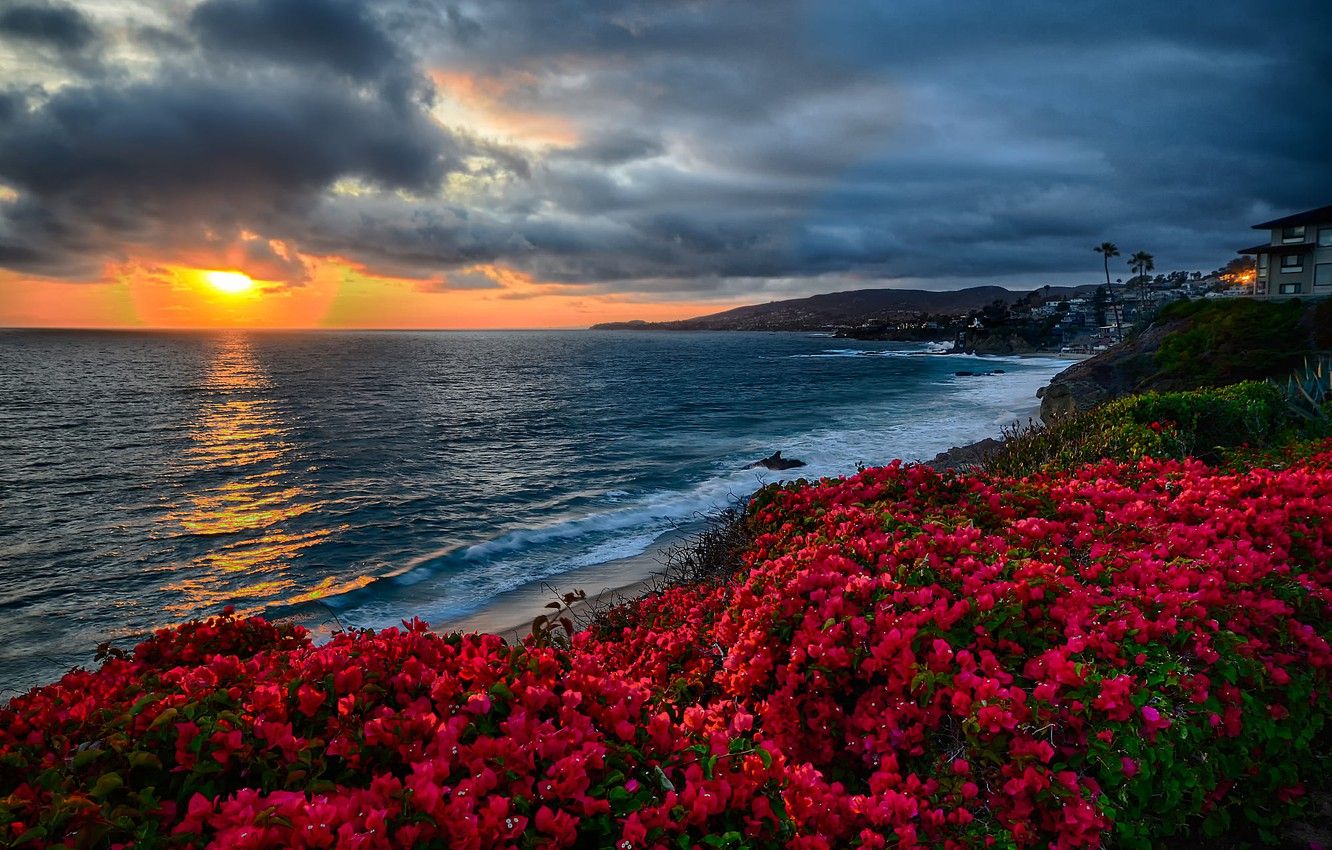 Beach Flower Landscape Wallpapers - 4k, HD Beach Flower Landscape ...