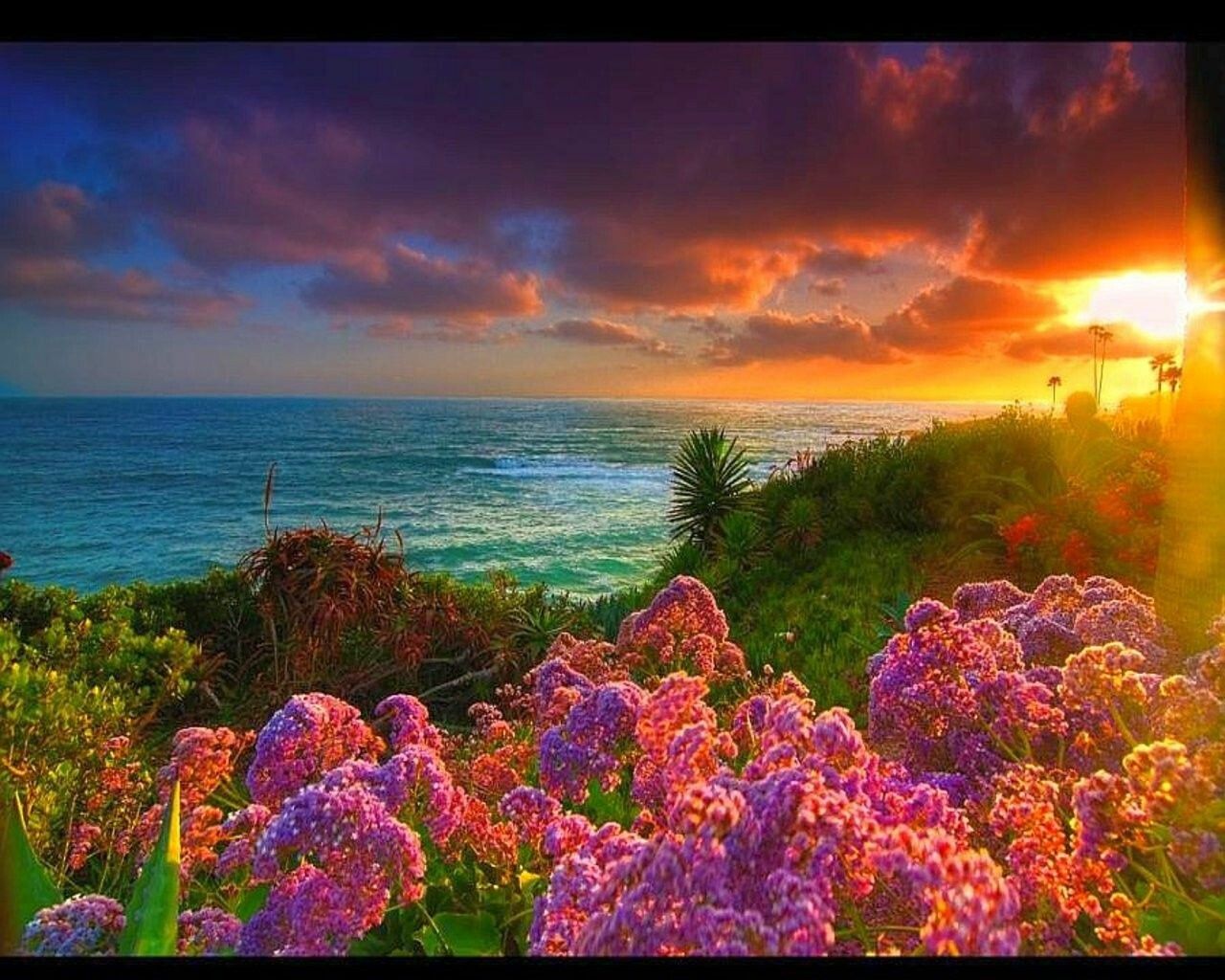 Beach Flower Landscape Wallpapers - 4k, HD Beach Flower Landscape ...