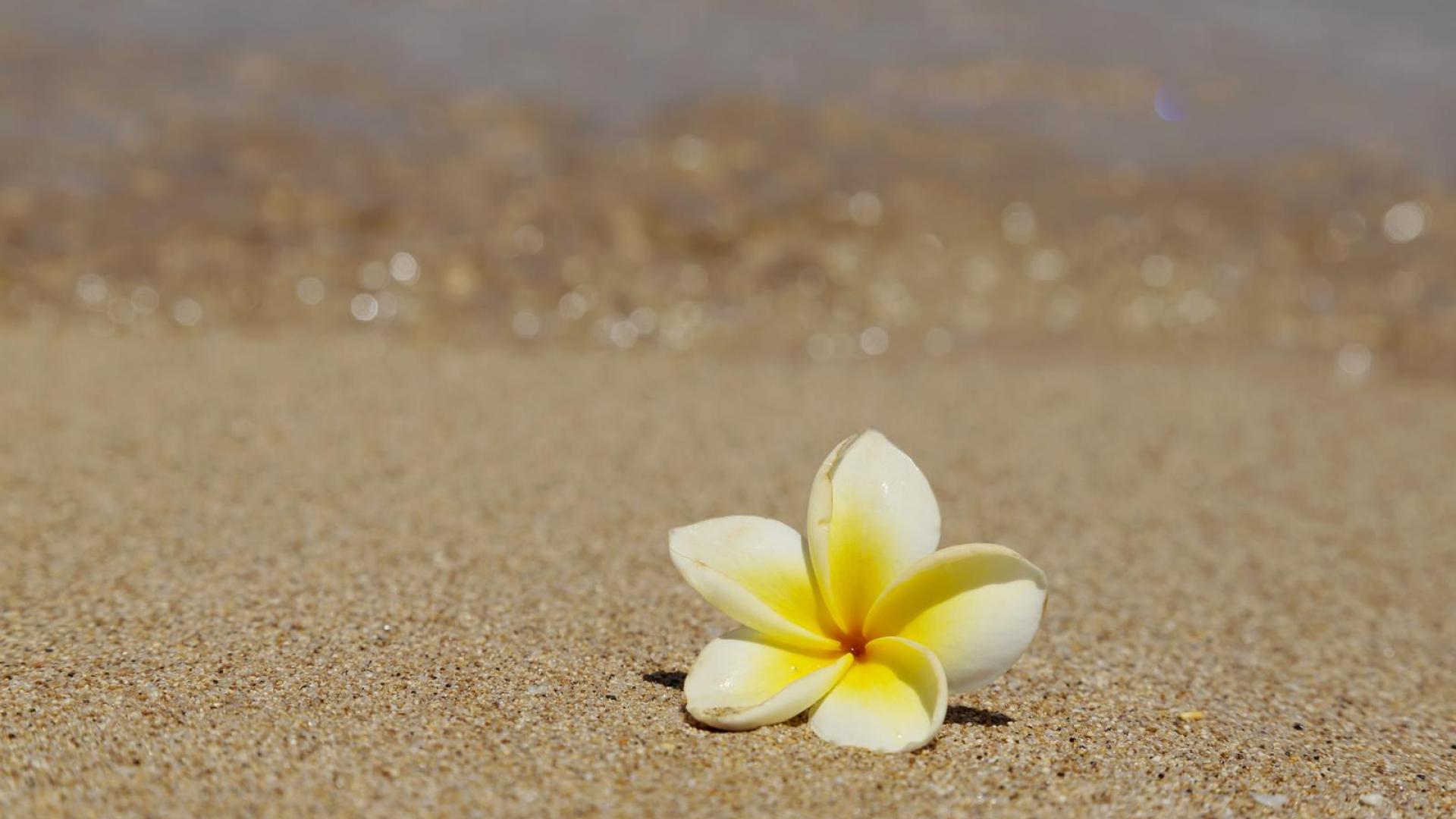 Beach Flower Landscape Wallpapers - 4k, HD Beach Flower Landscape ...