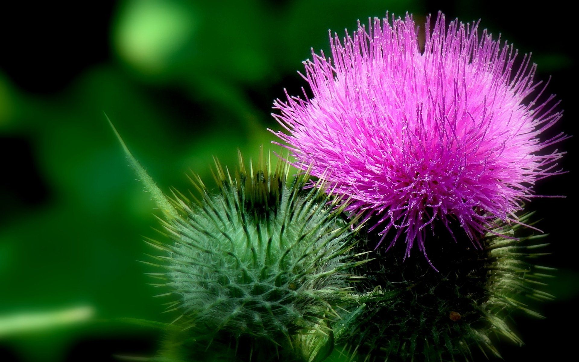 Thistle Desktop Wallpapers - 4k, HD Thistle Desktop Backgrounds on